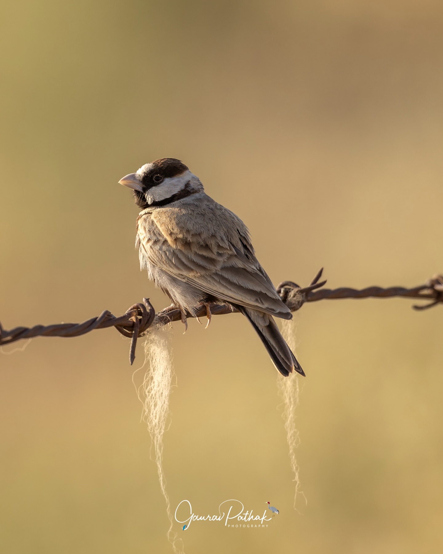 Black-crowned Sparrow-Lark (Eremopterix nigriceps) – Sitting on a barbed wire, but framed so perfectly between two soft wisps of vegetation that the scene felt entirely natural. In open grasslands, these birds adapt easily to whatever perches are available, turning the ordinary into something quietly pleasing. A reminder that context matters, and that even man-made elements can melt into the landscape when the moment comes together just right.
.
Location - Desert National Park
Shot on Canon R5
Canon RF600mm F4 L IS USM
ISO 400
f/4
1/2500s
.
#GrasslandBirds
#SparrowLarkMoments
#NaturalFraming
#FoundComposition
#canonasia