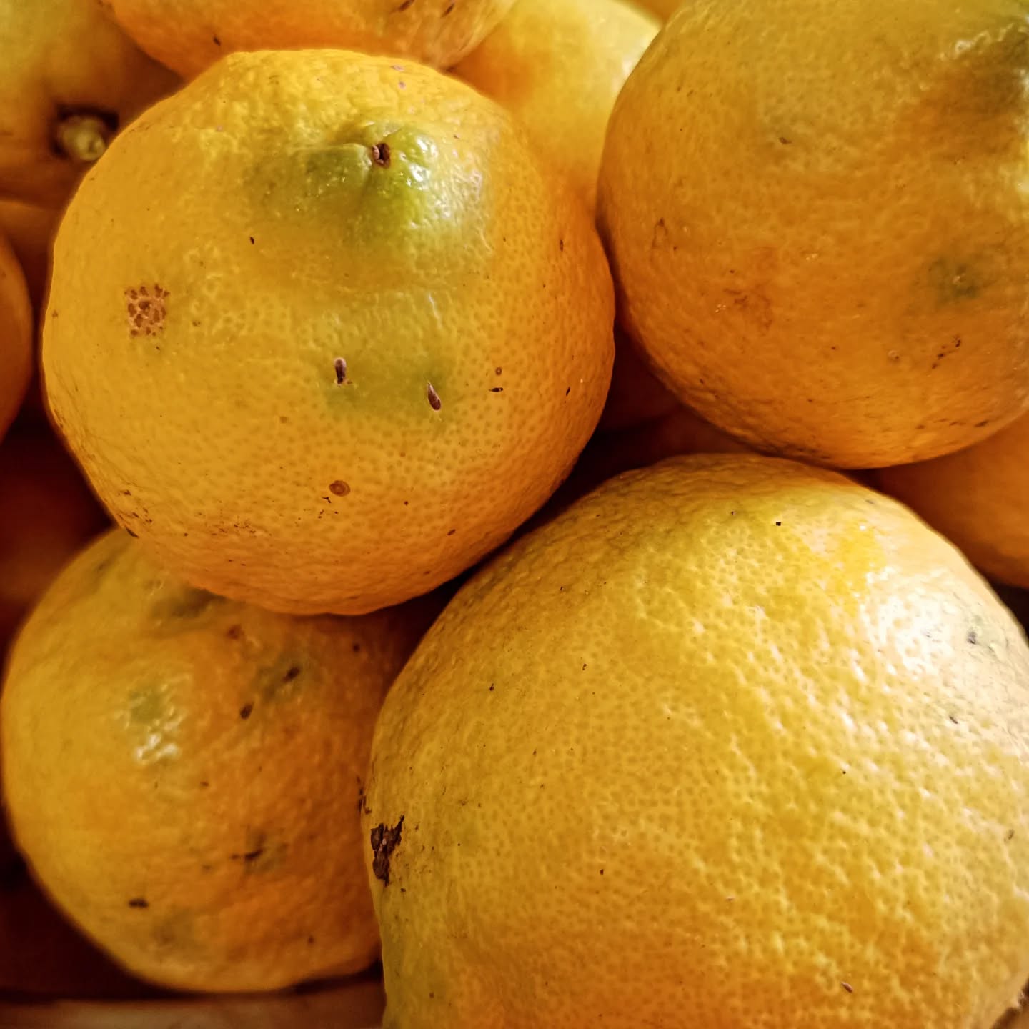 🇺🇸 Are we back at it?
🇵🇹 Estaremos de volta?
#transformação #limão #enfrascados #achar