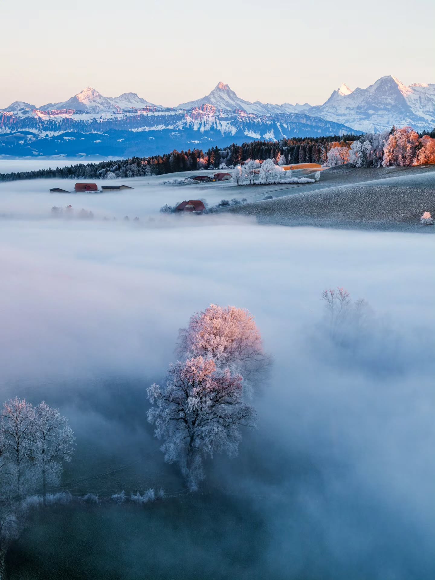 The last light on frozen trees.