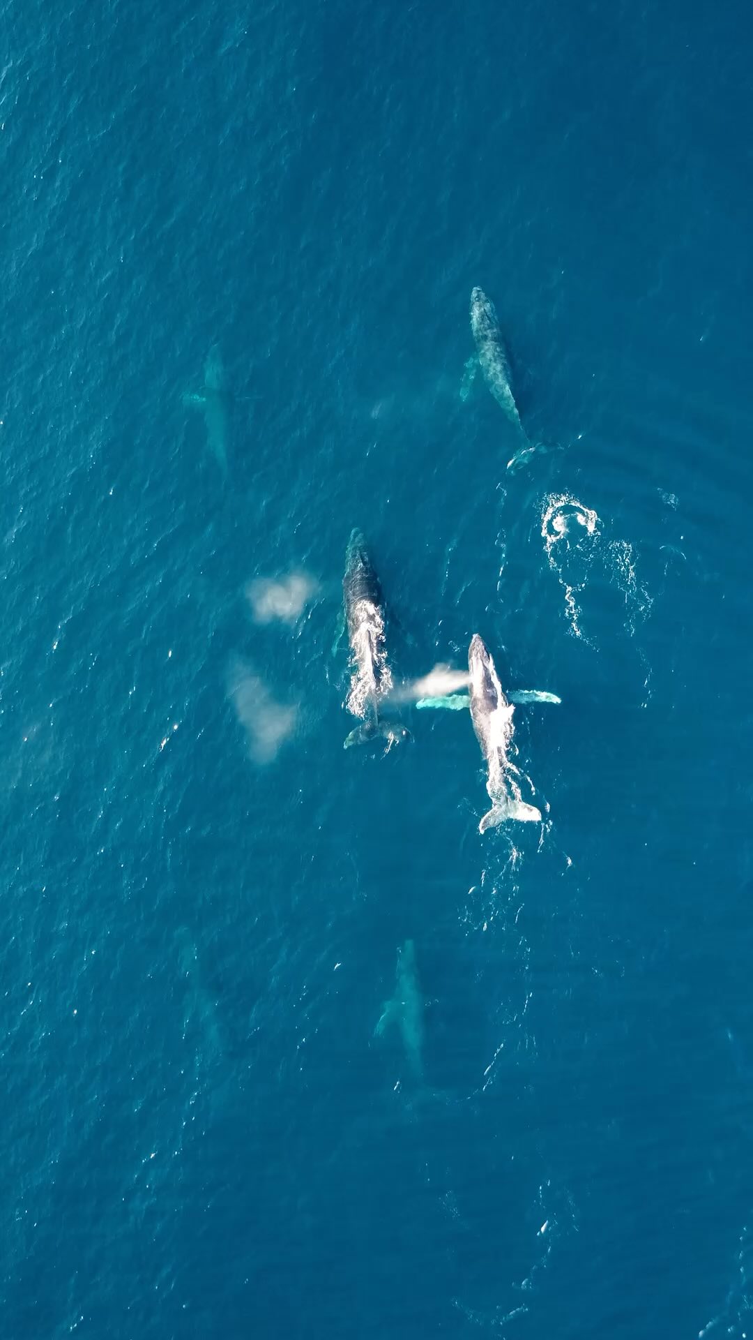 Contrées Sauvages se démarque par les voyages que l’agence propose : des séjours sui combinent observation de la faune terrestre et de la faune marine. Certaines destinations offrent de magnifiques opportunités de safaris terre/mer. C’est le cas du Mozambique! Séjours au Mozambique accompagnés ou sur mesure grâce à notre partenaire local. Quelques images des baleines à bosse qui viennent se reproduire et mettre bas dans les eaux du Mozambique. https://www.contrees-sauvages.com/mozambique