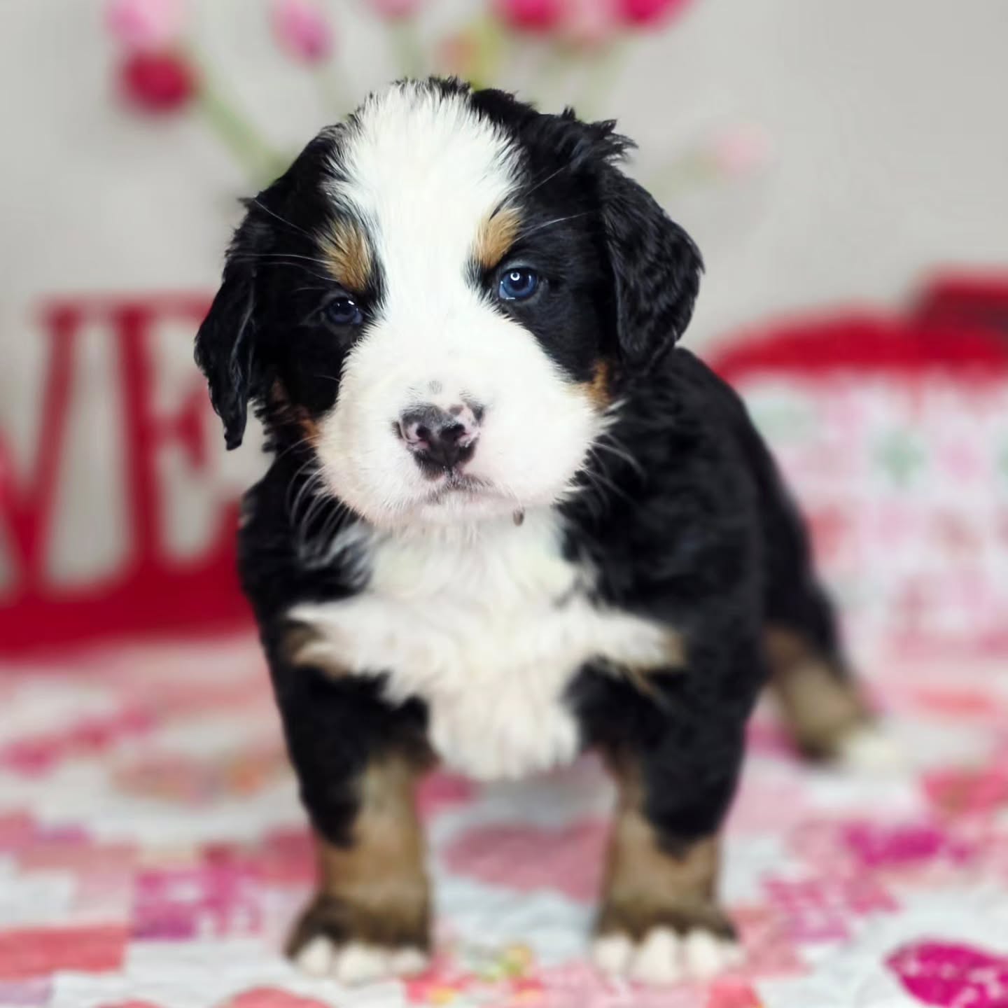 This is Charlie, now Bennie. He is the sweetest boy. One of our more quiet boys. He followed me around the yard today and loved exploring. He was one of the ones in the front leading the way!
#puppy #puppylove #bernese #akcbernesemountaindog #bernesemountaindog