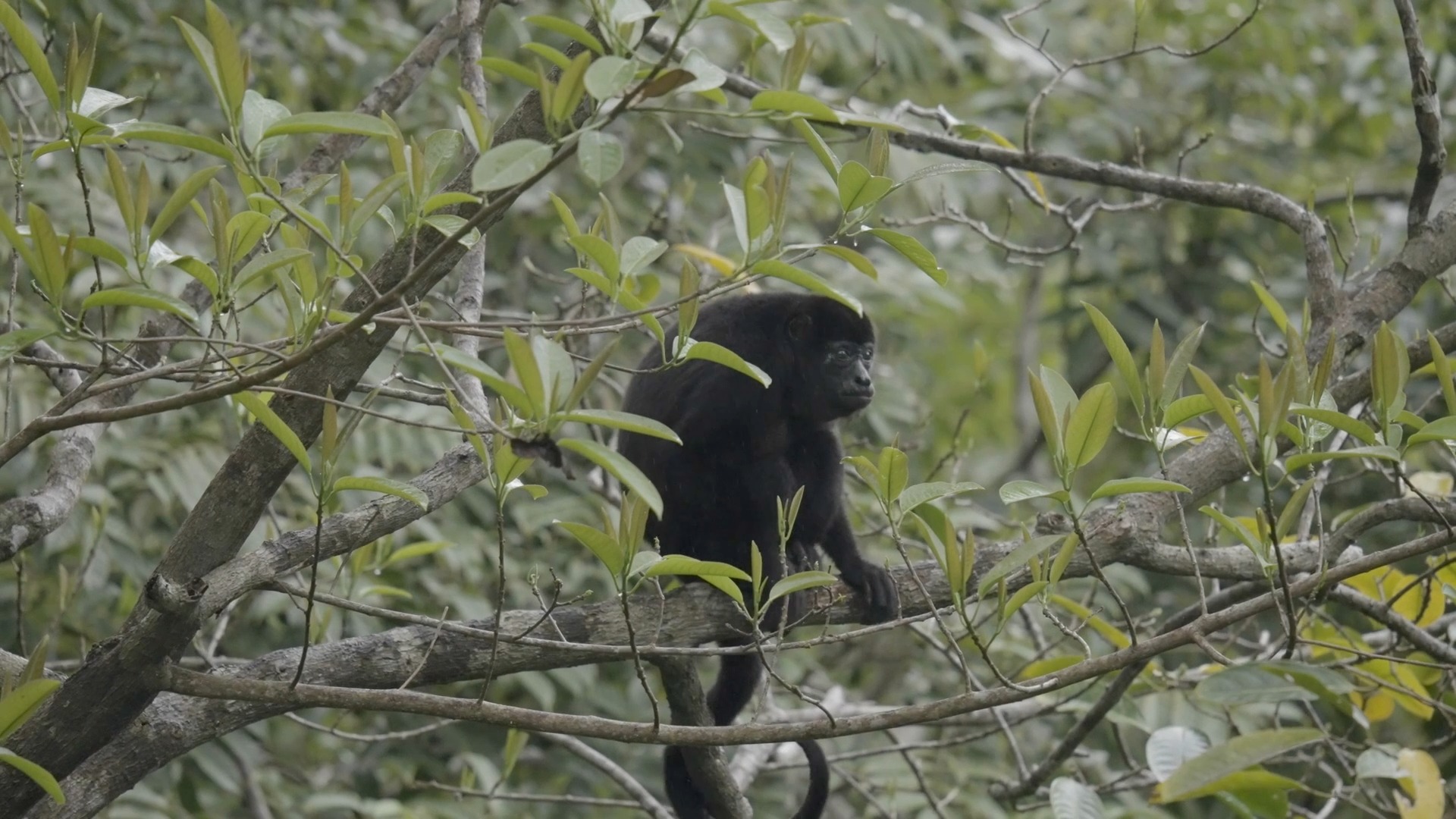Monos aulladores negros (Alouatta caraya)
Desafortunadamente la perdida de su habitat debido a la deforestación a llevado a la población a números bajos y actualmente está calificada como vulnerable por la (UICN).
Este primate es una parte importante del ecosistema del Chocó, y su conservación es vital para mantener el equilibrio ecológico en esta rica región.
Aqui vemos un miebro de la familia que cada cierto tiempo llega a visitar el hotel.
#Chocó #Colombia #Ecoturismo #Turismo #monos #NAturaleza #nature