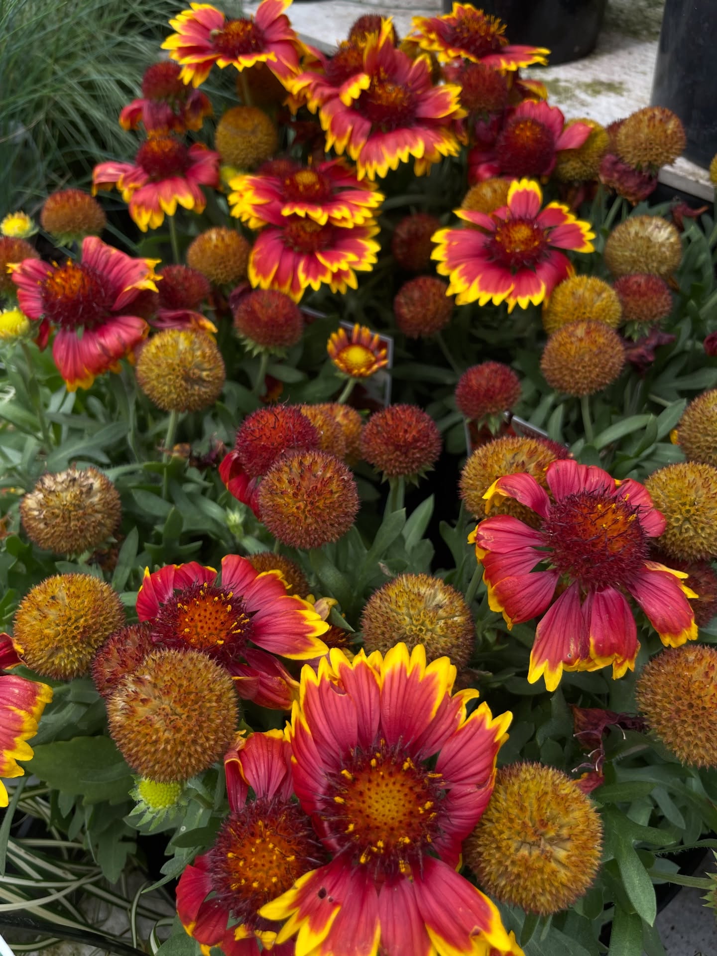 New Arrivals! Lots of fresh colour to brighten any garden.
Salvias, Gauras, Gaillardia, Convovulus, etc All flowering now! Some shade lovers, some full sun. Talk to our staff about what would work for your space 😊
Open Tuesday to Saturday 10am - 5pm
Sunday 10am - 4pm
#summervibes☀️ #summerplants🌱 #summercolours #gardencolour #summerflowers