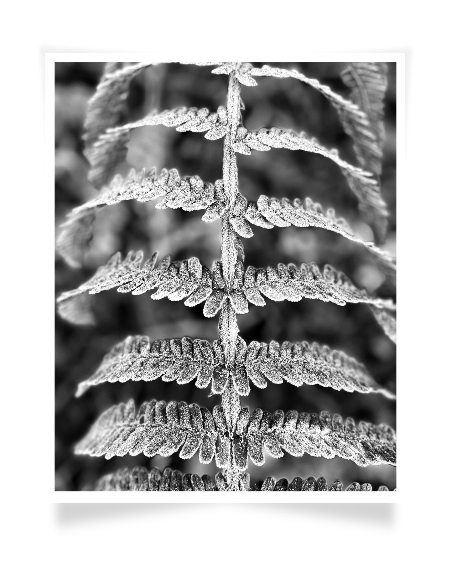 A little reminder of a frosty morning walk back home in the U.K. Nature’s symmetry.
.
#winterart #kpmphotoart #natureartphotography