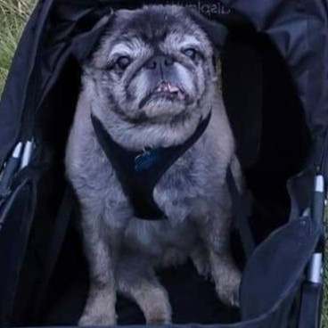 🐾 Welcome to Neville’s Helping Paw! 🩵
Hello, I’m Vykki, a Qualified Registered Veterinary Nurse with over 27 years of experience in veterinary practice.
I started Neville’s Helping Paw when my own dog, Neville, became elderly and unwell. During that time, I realised just how much of his care could be provided at home — with the right support from a veterinary professional. That experience inspired me to create a district veterinary nursing service to help other owners and their pets the same way.
Based in Flintshire, I work alongside your veterinary team to provide professional, compassionate care in the comfort of your own home — helping to make life easier and less stressful for both you and your pet.
Over the years, I’ve shared my life with all sorts of animals — from dogs and cats to rabbits, guinea pigs, chickens, and birds — so I truly understand how much they mean to us. 💚
If you’re unsure whether I can help you and your pet, please don’t hesitate to get in touch. I’m always happy to have a friendly chat.
🐶🐱🐰🐹
Neville’s Helping Paw
🌐 www.nevilleshelpingpaw.co.uk
📍 District Veterinary Nurse | Based in Flintshire
💌 Message me anytime to find out more