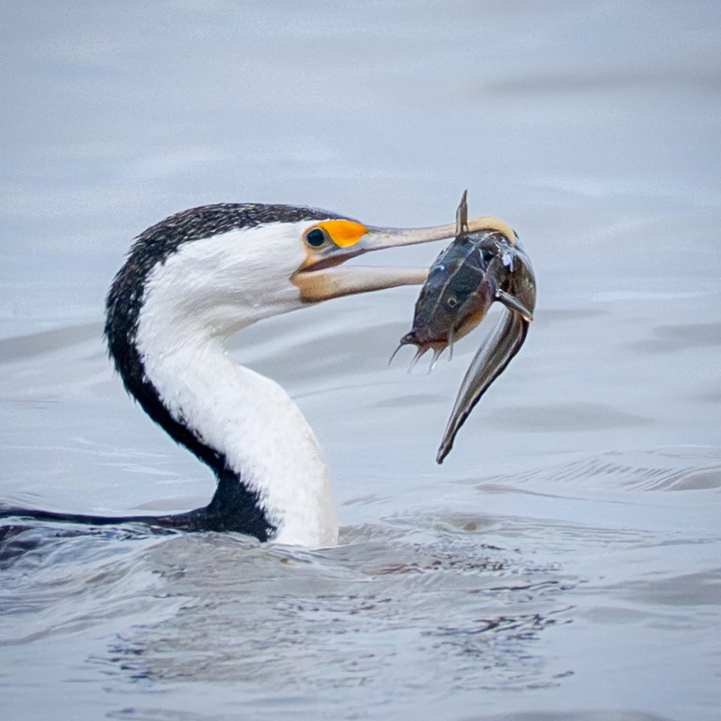 Cat(ch) fish ?
@aneyefordetails
#bird #birds #birdphotography #birdsofinstagram#animalsofinstagram #wildlifeofinstagram #wildlifephotography #nature #naturephotography #wild_perfection #wildlifeaddicts #nikon #nikonaustralia #planetearth #nationalgeographic #australiangeographic #tourismaustralia