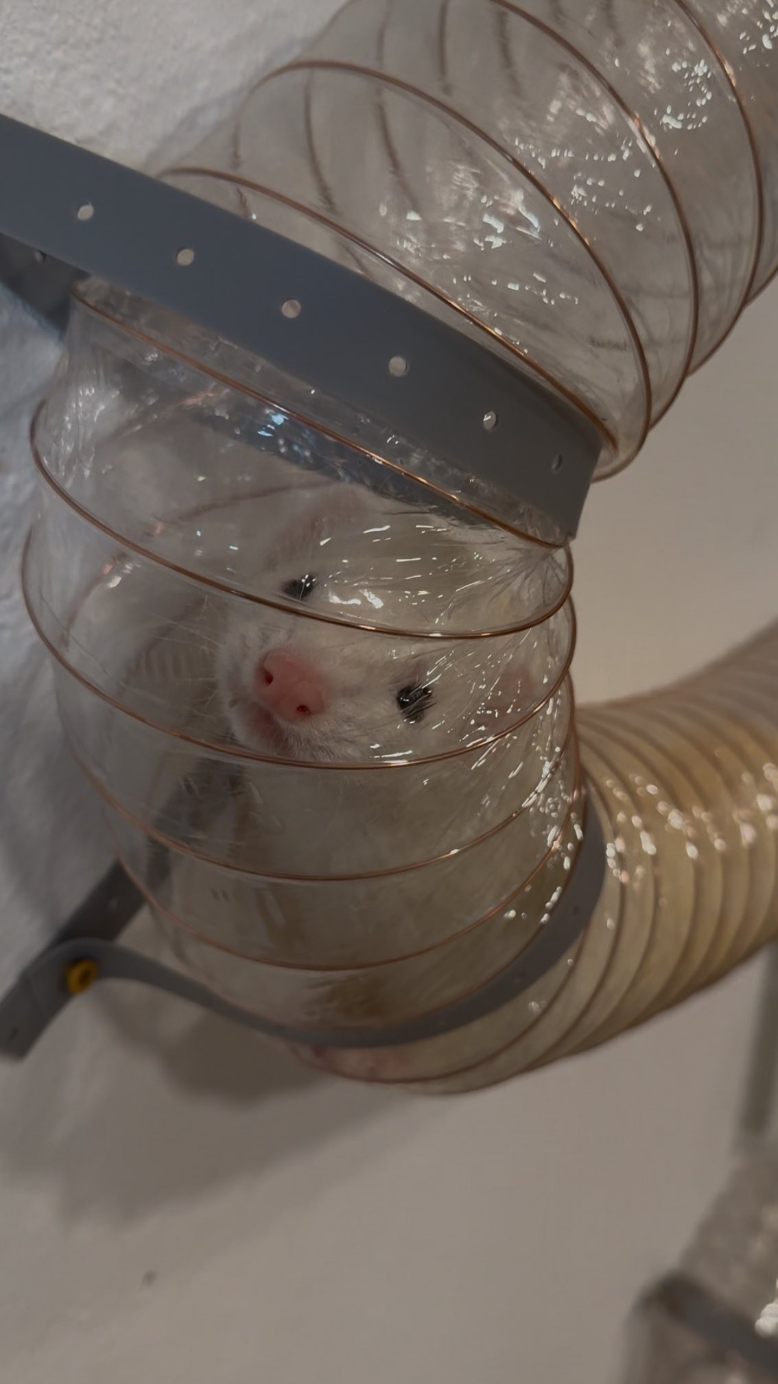 Ferret madness! 😂
#playtime #crazyferrets #ferrets #funnyanimals #petboarding