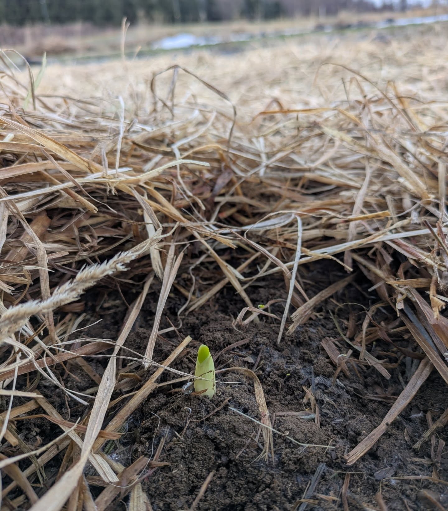 Tiny miracles, like the first little baby garlic, and little grubby hands full of bugs, and a 55 degree day in January
