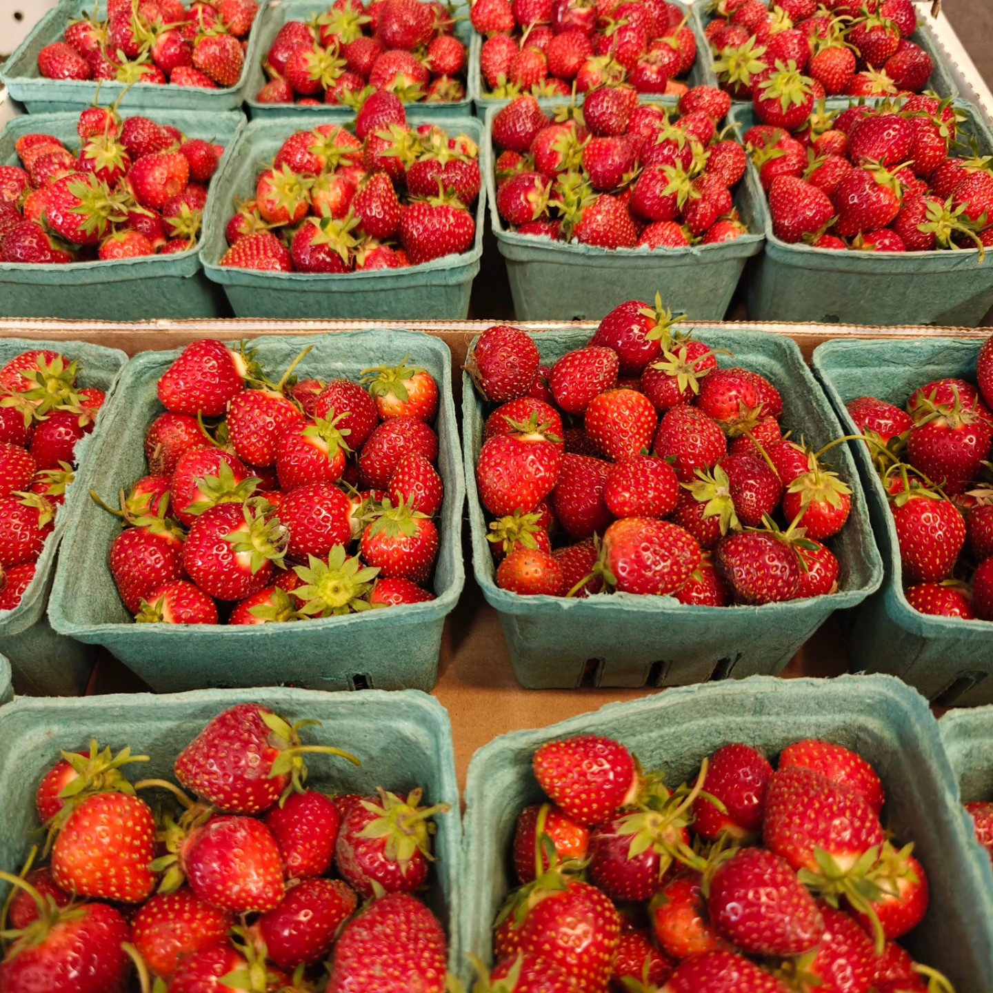 ๐๐We have berries! ๐๐ Don't want to pick in the heat? We have sweet berries looking for a home!
Message us here or visit: www.thefarmatbirchfield.com
First come first serve. When they're gone, they're gone.
#MichiganStrawberries #GoingFast #birchfieldfarm #strawberrylove