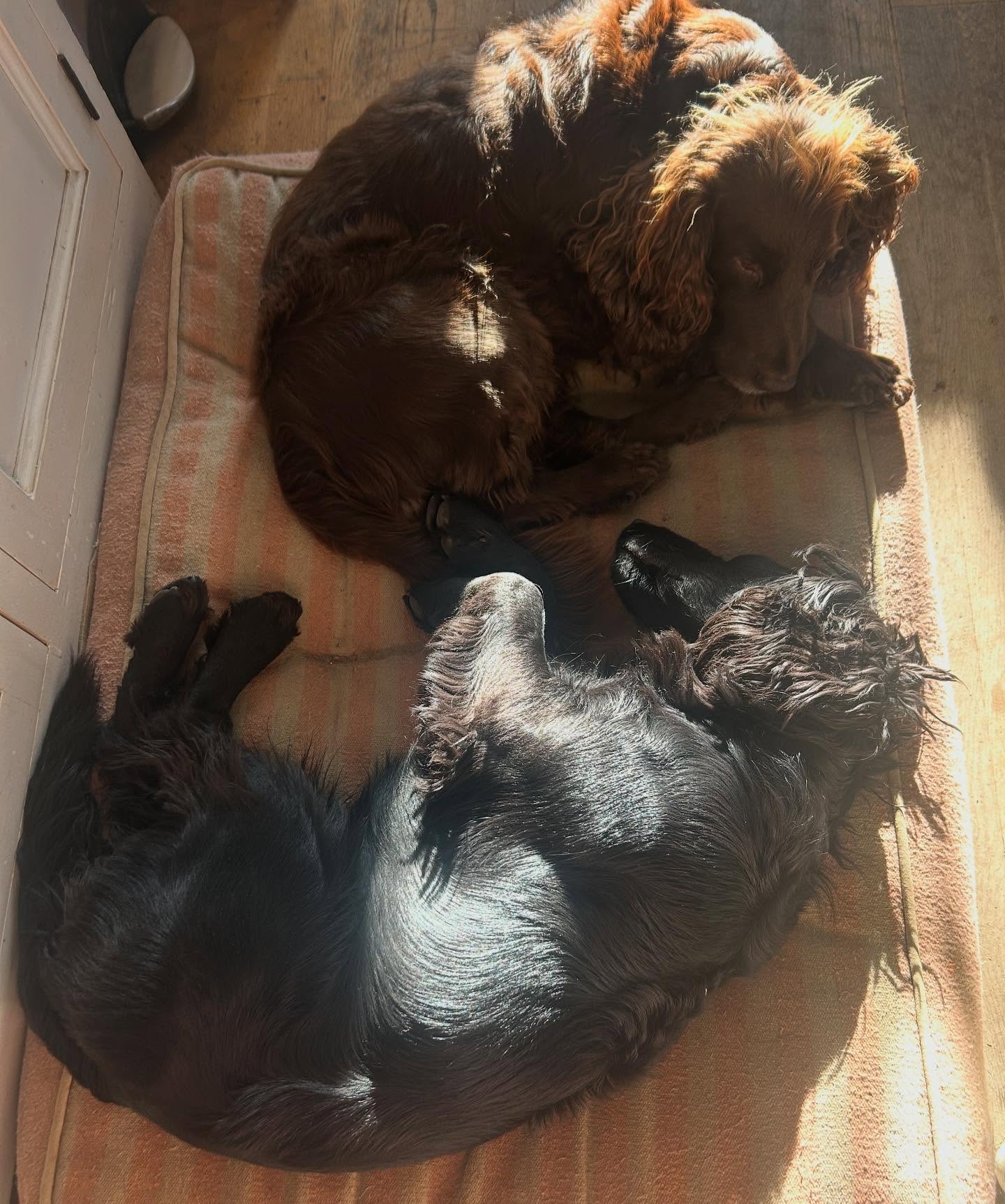 Back to work day! Serious snoozing by my desk… #cockerspanielsofig