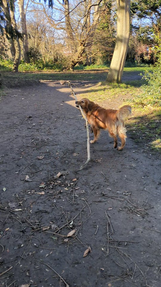 Nala + Large Stick = Very Happy.