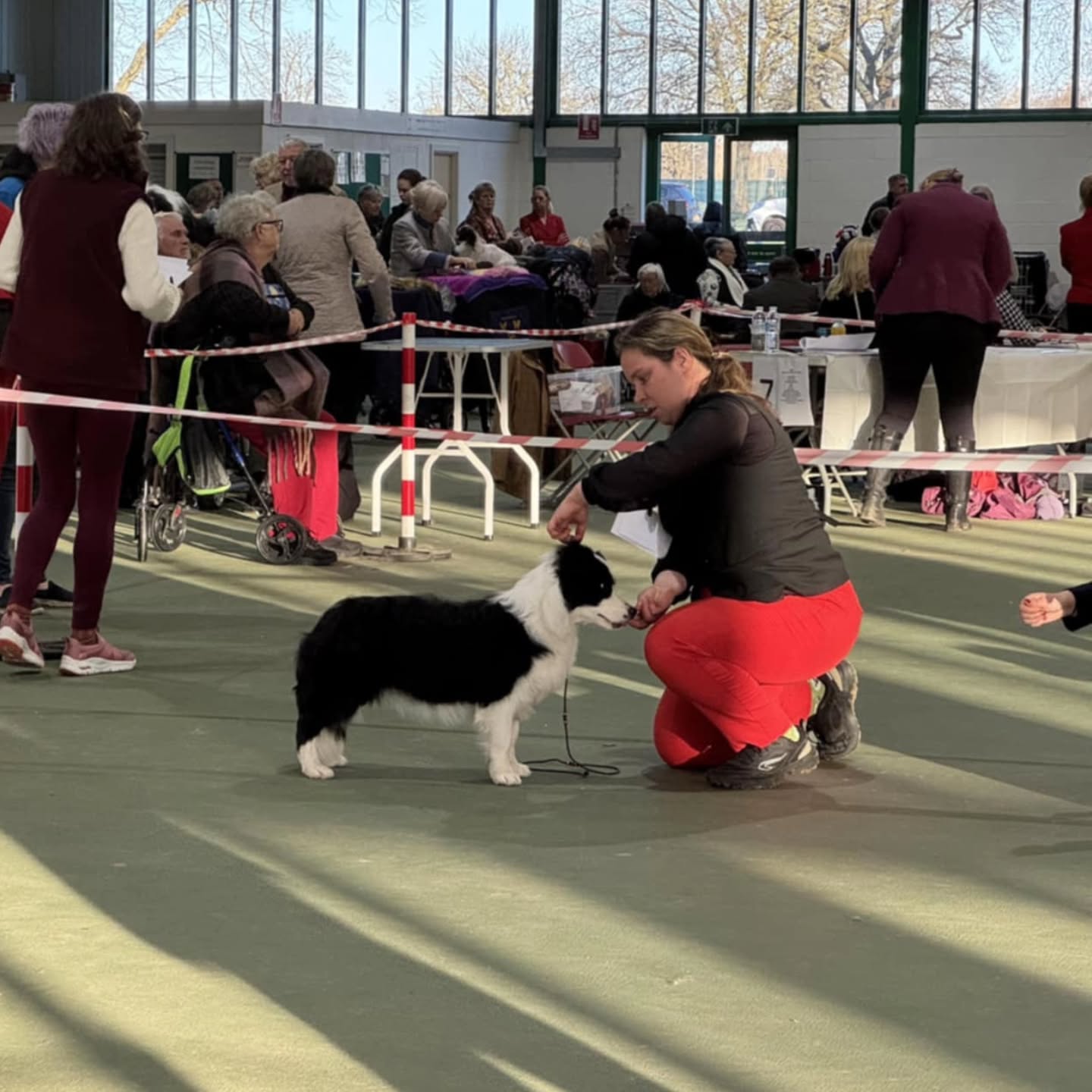 🇬🇧 Show news from the UK!
Luton Premier Open Show
✨️Gaara
Unleashed Borders Dress to Impress 🦭
lovingly handled by her aunty Klara 💖
Judge Sandie Tadd
Border Collies
🥉 3rd in Puppy Class
Jenny Shorer-Wheeler
Any Variety pastoral
🥈 2nd in Puppy Class
Any Variety pastoral
🥈 2nd in graduate
Well done team 💖💖
Sending kisses from the land far far away🏖💫