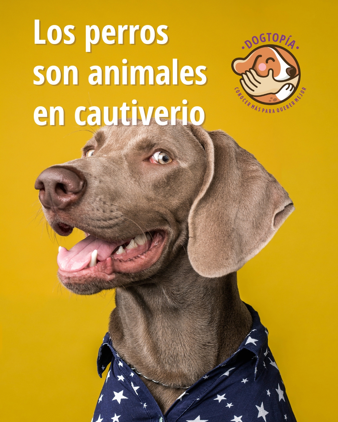 Suena duro.
Es incómodo.
Porque evidencia esa asimetría que atraviesa nuestra relación con ellos.
Y nos obliga (u ojalá lo haga) a preguntarnos:
si son felices,
si tienen una buena vida según sus propios ojos,
si nos elegirían si pudieran hacerlo.
Los perros son animales en cautiverio.
Y al quitarles la libertad de elegir y de tener agencia sobre cuándo y cómo hacer lo que es importante para ellos, aumenta nuestra responsabilidad sobre su vida.
No alcanza con quererlos mucho.
El cuidado verdadero exige algo más:
que cada individuo tenga las habilidades que necesita para desenvolverse en su entorno, que tenga tanto control como sea posible sobre sus propios resultados, que goce de autonomía, y que forme parte de una comunidad basada en la confianza, la previsibilidad y la comprensión mutua.
El mundo no es perfecto y ese ideal puede parecer lejano, pero nos da una dirección hacia donde caminar.
Porque nuestro deber es seguir enriqueciendo nuestra propia vida y la de quienes están bajo nuestro cuidado, aunque sea un proceso imperfecto, desordenado y muchas veces caótico.