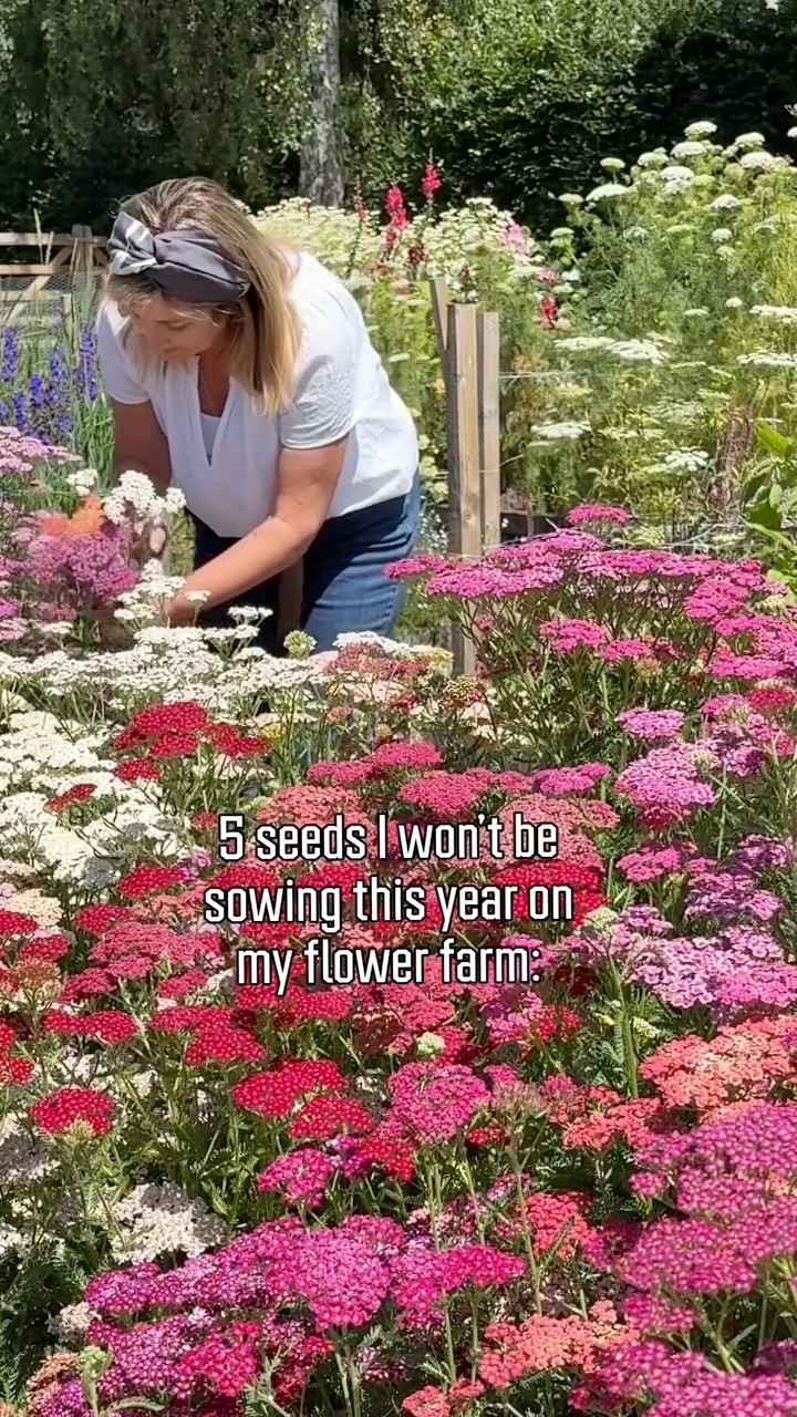 Seeds that I grew last year that I’m not sowing again include:
• Bells of Ireland - they germinated really successfully ( ask me if you want to know how) and I was excited to grow them but once fully grown they proved difficult to add to my bouquets they were too dominant (and prickly)
• Stocks - beautiful and scented but take up lots of growing space, were tricky to grow straight and are “one hit wonders” so no stocks this year.
• Lupins - stunning white spires but there is no natural preditor in nature ( ask me how I know!) to the Lupin aphid so I couldn’t keep on top of them and so I’ve pulled them all out.
• gypsophilia - I grew the Covent Garden one. Such pretty delicate flowers but too delicate to harvest and got tangled easily.
• white - no one wanted white flowers not even my white dahlias. So even though the Paneton colour of the year is a white I’m not sowing them this year. So I’m being ruthless this year- the flowers have to earn their space, time and love I lavish on them!
In my next post I’ll share the seeds I’ll definitely be sowing on my flower farm again this year. This ones that are my real flower farm favourites. #flowerfarmer #seedsnow #cuttinggarden