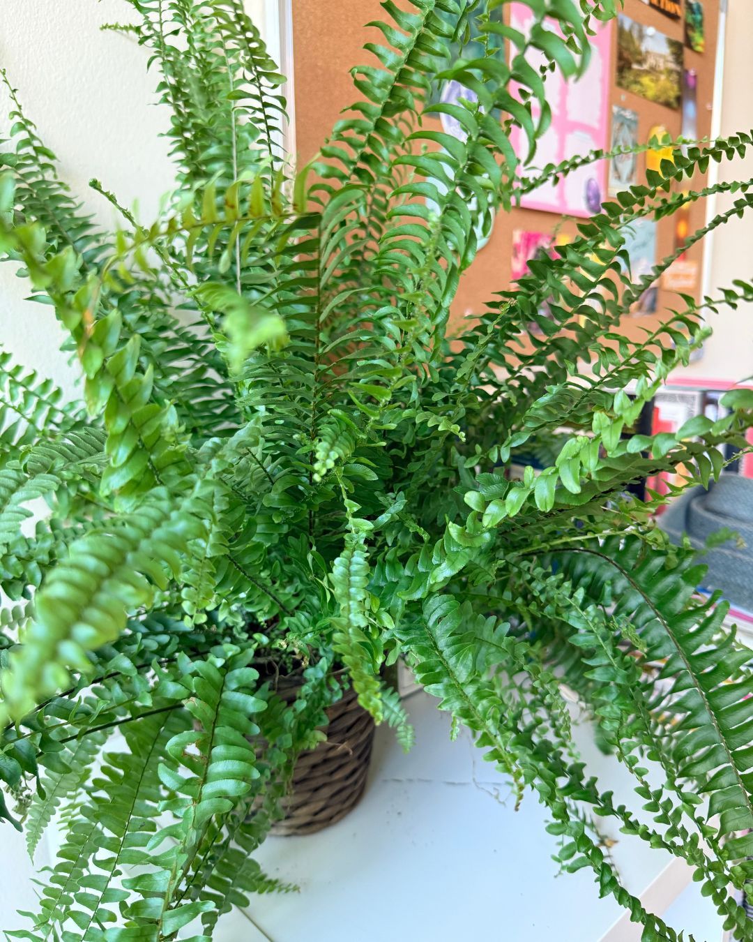 This beautiful fern is in the office at Green Heart Wellbeing HQ - isn't she lovely?
Nature always reminds us to flourish. In the background you can see a pinboard. Rather than have an annual vision board, our founder Ashley continuously adds ideas and things she wants for Green Heart as time goes on. It grows in time, just like everything in nature.
What have you learned from nature recently?
#Greenheartwellbeing #lessonsfromnature #positivepsychology #wellbeingscience #wellbeingineducation #preventativewellbeing #visiblewellbeing