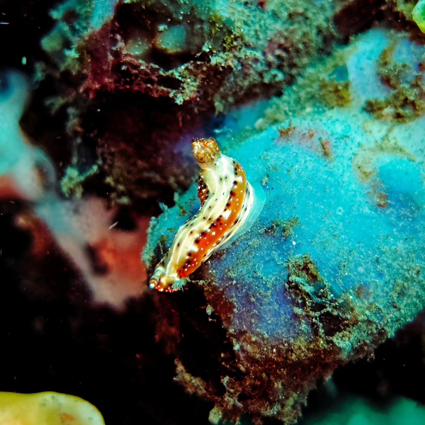A tiny underwater monarch, this nudibranch looks like a crowned jewel gliding across a velvet reef—its white body edged with fiery reds and golds, glowing like a royal ornament in the blue.
For those asking, this is most likely a Hypselodoris maculosa commonly found in Indonesia as far as I can identify it