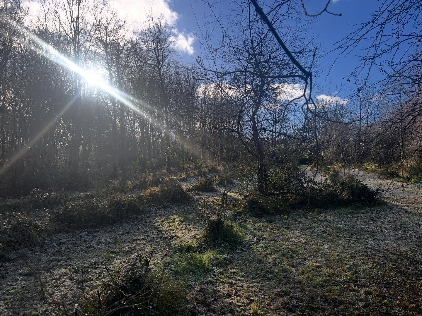 No snow, but just love the cold frosty mornings #berylscampsite #woodland #frostymorning