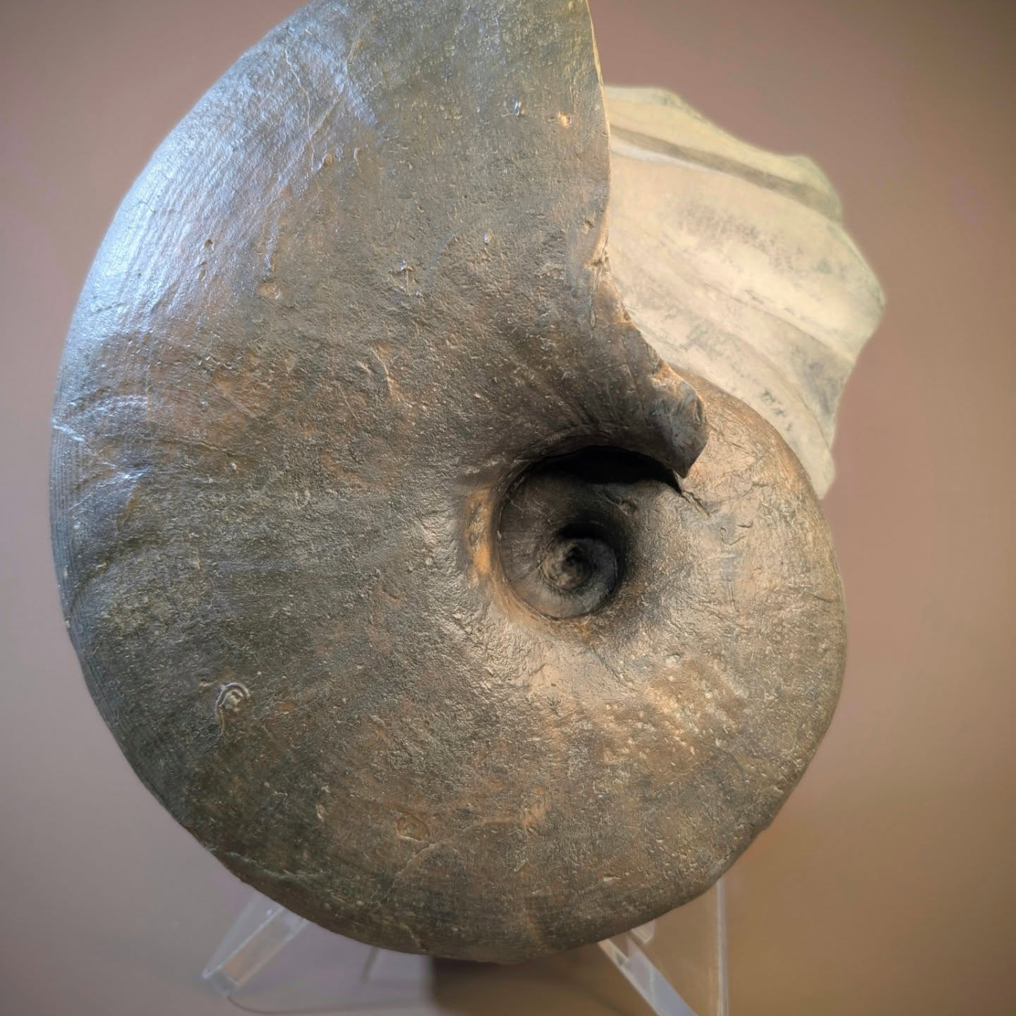 If ever a fossil had an Art Nouveau/Deco flourish, it is the Nautilus, with their tramline-like decorative keels and loosely coiled centres.
I've just finished preparing this example which measures 10 inches across and is from the Jurassic period of Monmouth Beach, Dorset.
#FossilLovers #JurassicJewels #ArtDecoNature #PaleontologyPassion #fossils