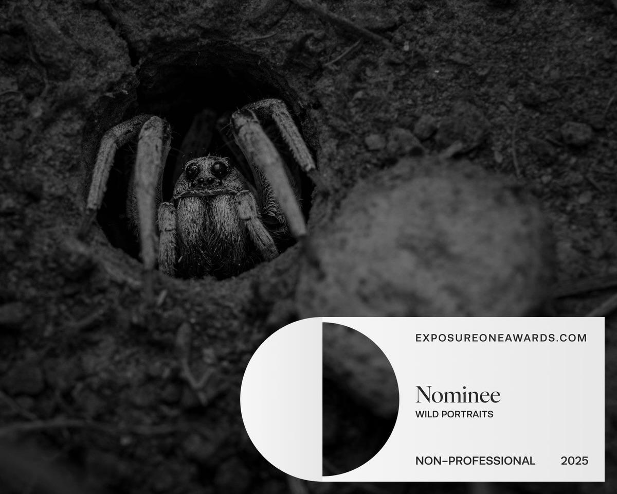 Thanks to the @exposureone.awards for the nomination and congratulations and thanks to the judges and photographers that participated!
Hunter in the Hollow
From the darkness of its earthen doorway, the wolf spider waits with the patience of something built for the long game. Its eyes, glossy and unblinking, reflect the faintest thread of light, while its legs brace gently against the tunnel walls — a portrait of calm tension
Category:
Wild Portraits
Camera: @canonanz R5MkII RF100mm Macro. @cygnustech diffuser.
#spiders #wolfspider #australia #wildlife #canonaustralia