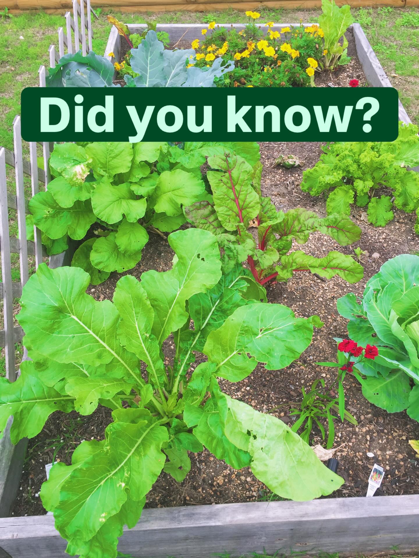 The Science of the “Green Glow” 🥬✨
Ever wonder why some garden beds look like a lush jungle while others struggle? It’s all about the foundation.
Our Swiss Chard, Kale, and Cabbage soaking up the sun.
Did you know that Chard is one of the few greens that can handle both the Texas heat and a light freeze, making it the “MVP” of a sustainable garden bed.
Want a harvest that looks this good? It starts with the soil.
We don’t just build beds, we fuel lifestyles. Our strategic planting plans are designed to give you a bountiful harvest week after week.
Imagine walking outside and clipping fresh spinach, Swiss chard, and kale for your lunch. No pesticides, no long commutes for your food, just pure, sun-grown nutrients.
DM us “GARDEN” or visit our website to talk about setting up your own raised bed or refreshing your soil with our signature compost!
#RaisedBedGardening #urbanfarming #VegetableGarden#KitchenGarden#GardenDesign
