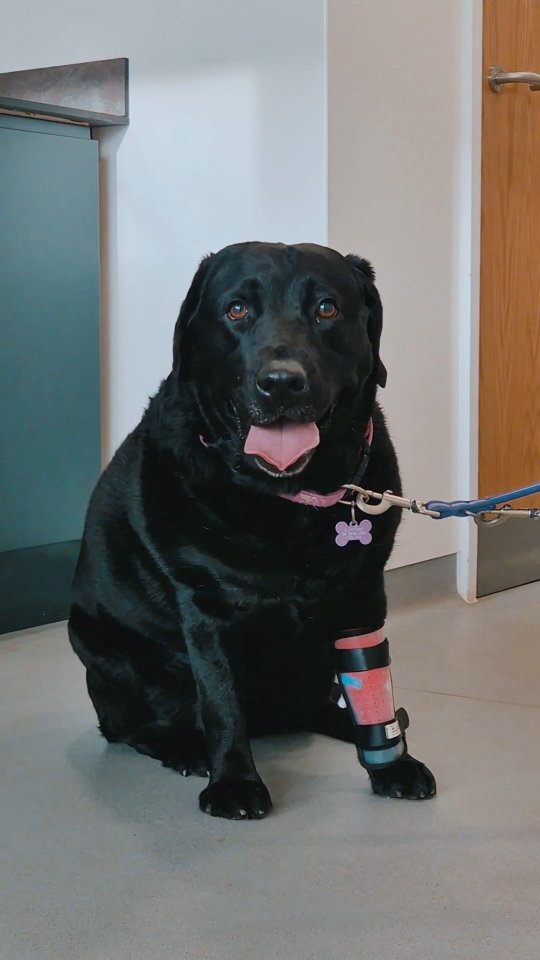 ⚠️ Warning: This footage shows stomach contents from a medical procedure. Viewer discretion is advised.
Meet Maisie, a 4-year-old energetic Labrador. Maisie was brought to us as an emergency after play-fighting with another dog and accidentally swallowing a fabric toy. She was immediately admitted for a CT scan to determine the location of the foreign material.
As you can see from the video, the toy was successfully removed, although it did take a few attempts. Thankfully, Laurie and Kyle were able to perform a gastroscopy, remove all the fabric pieces, and get Maisie on the road to recovery.
We’re very pleased to share that Maisie recovered extremely well from her procedure and was back up in no time, sporting the waggiest tail we know 🐾
#thewoodbridgevets #veterinarypractice #labradorretriever #pets #dogs