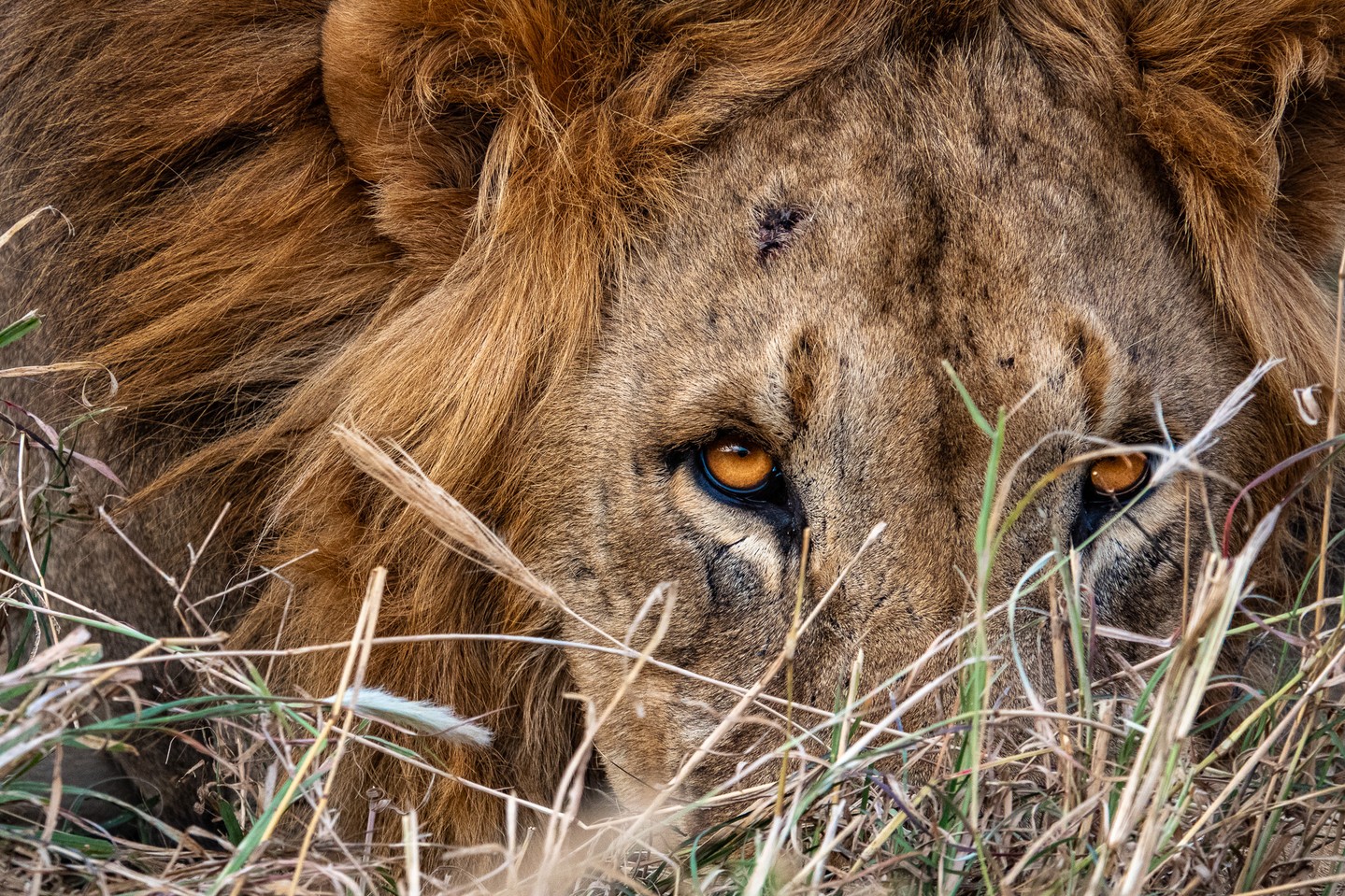 Are you watching them, or are they watching you?
Moments like this define a safari at Loisaba Conservancy — quiet but intense encounters where lions move freely through open grasslands, exactly as they should. Protecting these predators means protecting the space they need to hunt, roam, and coexist with neighbouring communities.
When you stay with The @ElewanaCollection at @Loisaba_Conservancy, you’re part of that effort. Elewana delivers exceptional hosting and guiding, while 100% of the tourism income earned by Loisaba from Elewana are reinvested into lion conservation, wider wildlife protection, and community programmes across the landscape.
A safari with meaning. Luxury that safeguards the wild.
Photo © Jamie Lucas Photography
#LoisabaConservancy #LandConnectedLifeProtected #StayWithElewana #SafariExperience #WildlifeConservation #LionProtection #CommunityPrograms #Ecotourism #WildlifeEncounters #SustainableTravel #NaturePreservation #LuxurySafari
