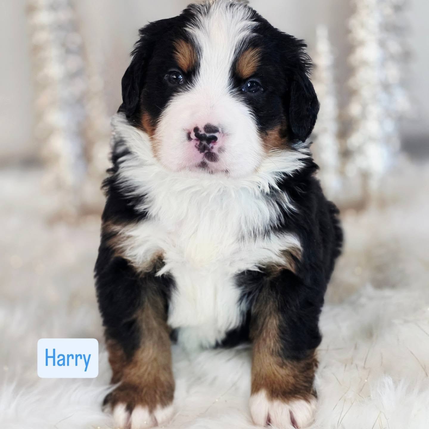 Sweet little Harry! Somehow he got the name Harry, when everyone else got a paw patrol name? He is so sweet! Loves to snuggle is an active little guy and joins his brothers on exploring the world.
He is reserved