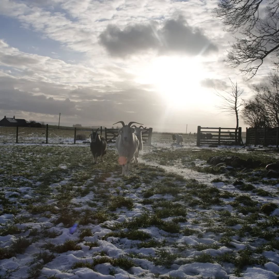 From our goats, sheep, hens and bees, to the small details of the land — sheep footprints in the snow, a bramble leaf, an artichoke plant pushing through frozen ground, the first shy snowdrops coming out of the soil.
Walking here reminds me that life always finds a way.
Cold, hard conditions make everything more difficult, but nature is strong. Even after tough moments, something new always starts again.
Taking half an hour to walk, slow down and really look at what is around me is food for my body and my soul. There is nothing special to do, just to notice it — and, when we can, to take care of it.
One simple thought stays with me: nature never destroys nature. It changes, sometimes in strong and messy ways, but life is always there.
Maybe we should learn to live a little more like this too.
This is part of everyday life at Brawliemuir Farm— quiet, honest, and deeply connected to the land.
I wanted to share a bit of the special miracle that I see here.
#brawliemuirfarm #johnshaven #nature #naturephotography #naturelife #bees #goat #sheep #life