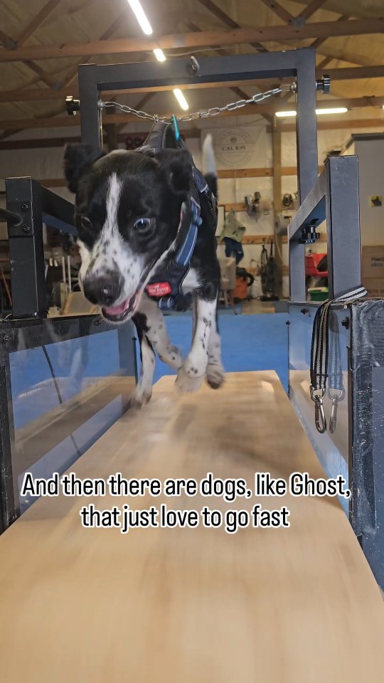 Happy dogs moving their feet! We love a good mill sesh 💪
#dogtraining #slatmill #dogtreadmill #exercisemotivation #dogsofinstagram