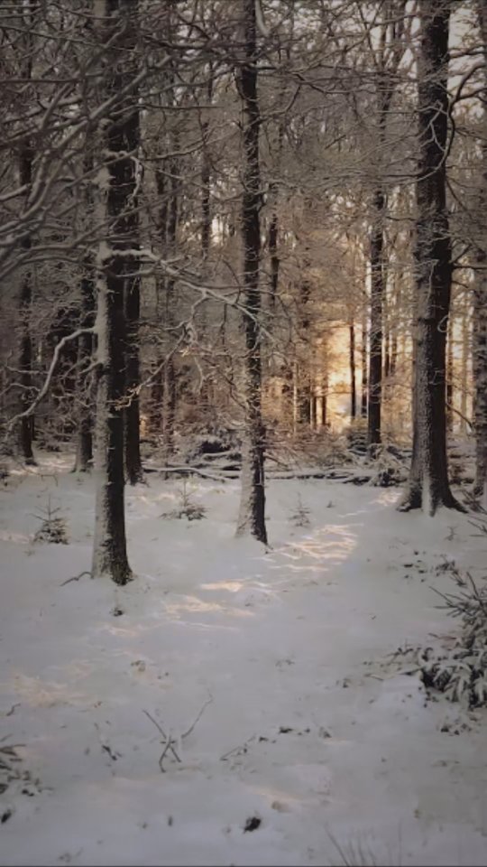 Zeit für deine Winterwaldmomente im Thüringer Wald❄️
Schneewanderungen, Punsch trinken, leckeres Essen und frische Waldluft genießen 🤍❄️
Wir freuen uns auf euren Besuch✨
#ZeitfürWald🌿
#ZuGastbeiFreunden🌿
