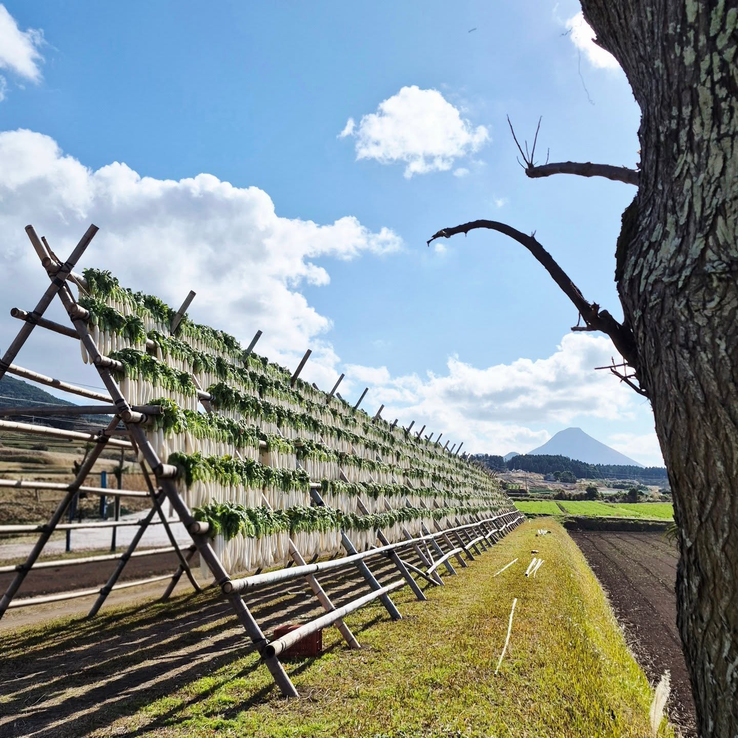 đ Sud de KyĆ«shĆ«, Japon
Mont Kaimon (éèćČł)
Sur les routes du sud de KyĆ«shĆ«, au pied du mont Kaimon, ces longues guirlandes blanches attirent lâĆil.
Ce ne sont pas des décorations, mais des daikon, le grand radis japonais, mis à sécher au soleil et au vent selon une tradition ancestrale.
đŹïžđ„Ź
Une fois séché, le daikon change complÚtement :
son goût devient plus doux, légÚrement sucré,
sa texture plus ferme, idéale pour absorber les bouillons.
Ce procédé naturel permet non seulement une conservation longue, mais surtout une concentration des saveurs.
On lâappelle kiriboshi daikon, un incontournable de la cuisine japonaise, simple, saine et profondĂ©ment liĂ©e aux saisons.
Au Japon, mĂȘme au bord des routes, la cuisine commence dans les champs.
#kyushu #kaimon #daikon #japanfood #japantrip