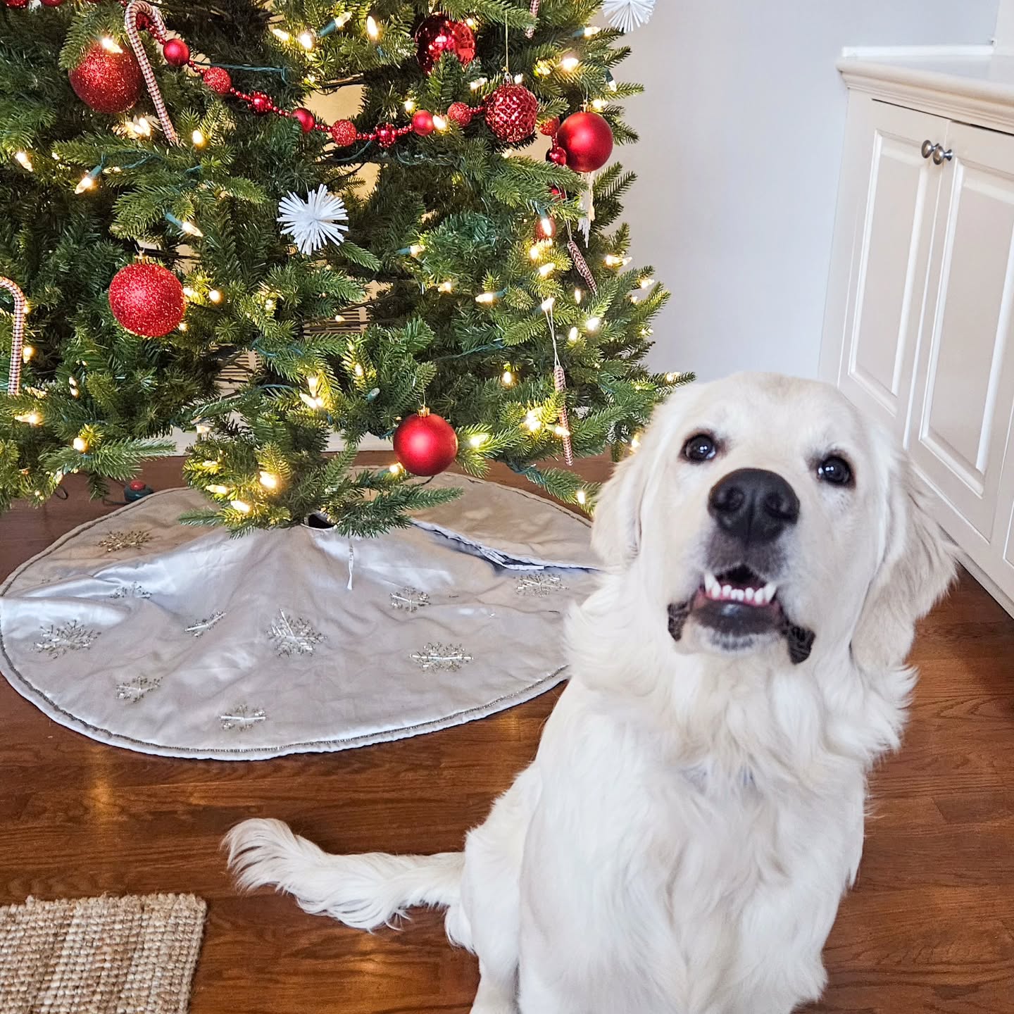 New big puppy (wesley)… older little dog (phoebe)… and suddenly your house feels chaotic 😅
What started as excitement can quickly turn into stress when the puppy doesn’t understand boundaries and the older dog is overwhelmed.
This is where in-home training lessons make all the difference.
We work inside your home, in real-life situations, teaching: • Puppy manners and impulse control
• Respect for the older dog’s space
• Calm coexistence (not constant chaos)
• Clear communication for you so everyone stays safe and happy
Big puppy energy + little patience doesn’t have to be a disaster.
With the right structure, both dogs can thrive — together. 🐾❤️🙋♀️
#newpuppy #olddog #inhomedogtraining #columbusohio #columbusohiodogtrainer