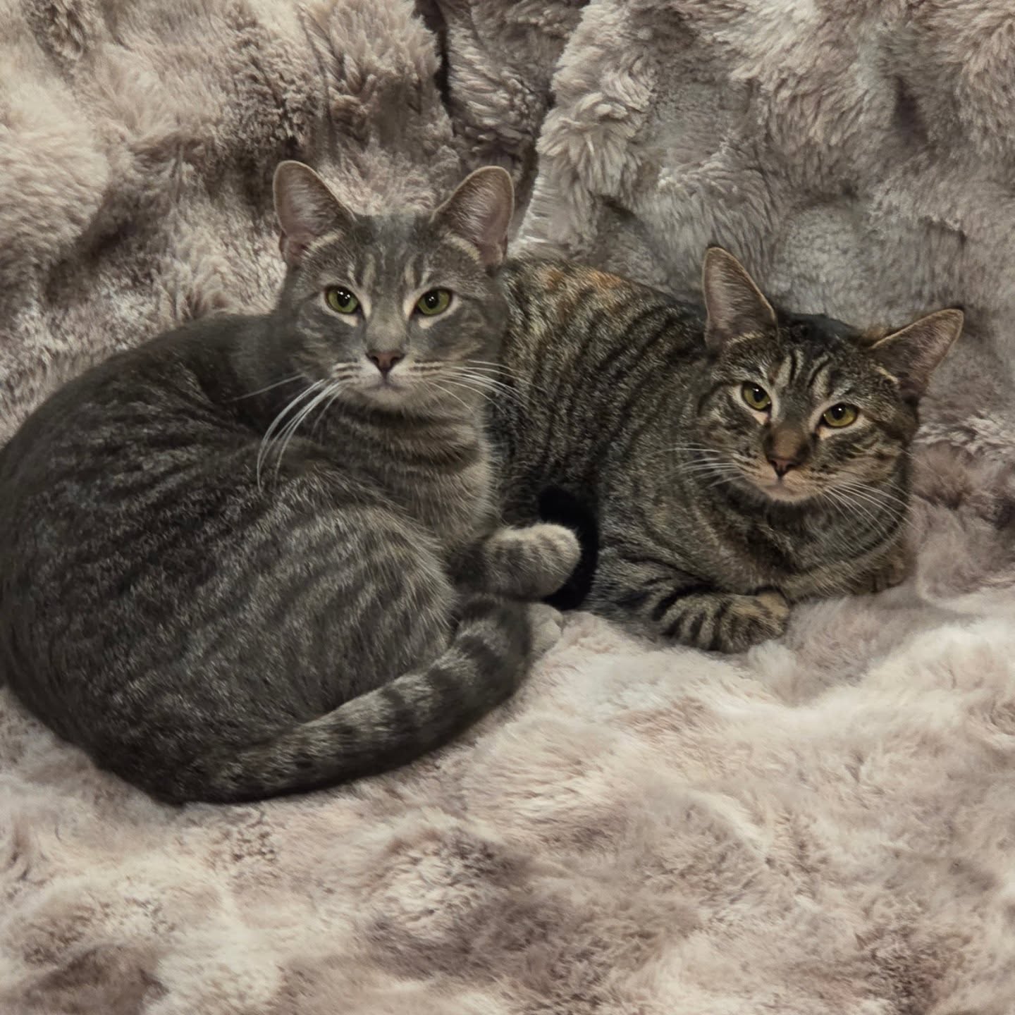 Rosita and Taffy (bonded sisters) that just want to cuddle and be loved on! They are the first residents of Foster First's cat lounge! Available to meet and greet by appointment until our opening day February 1st!