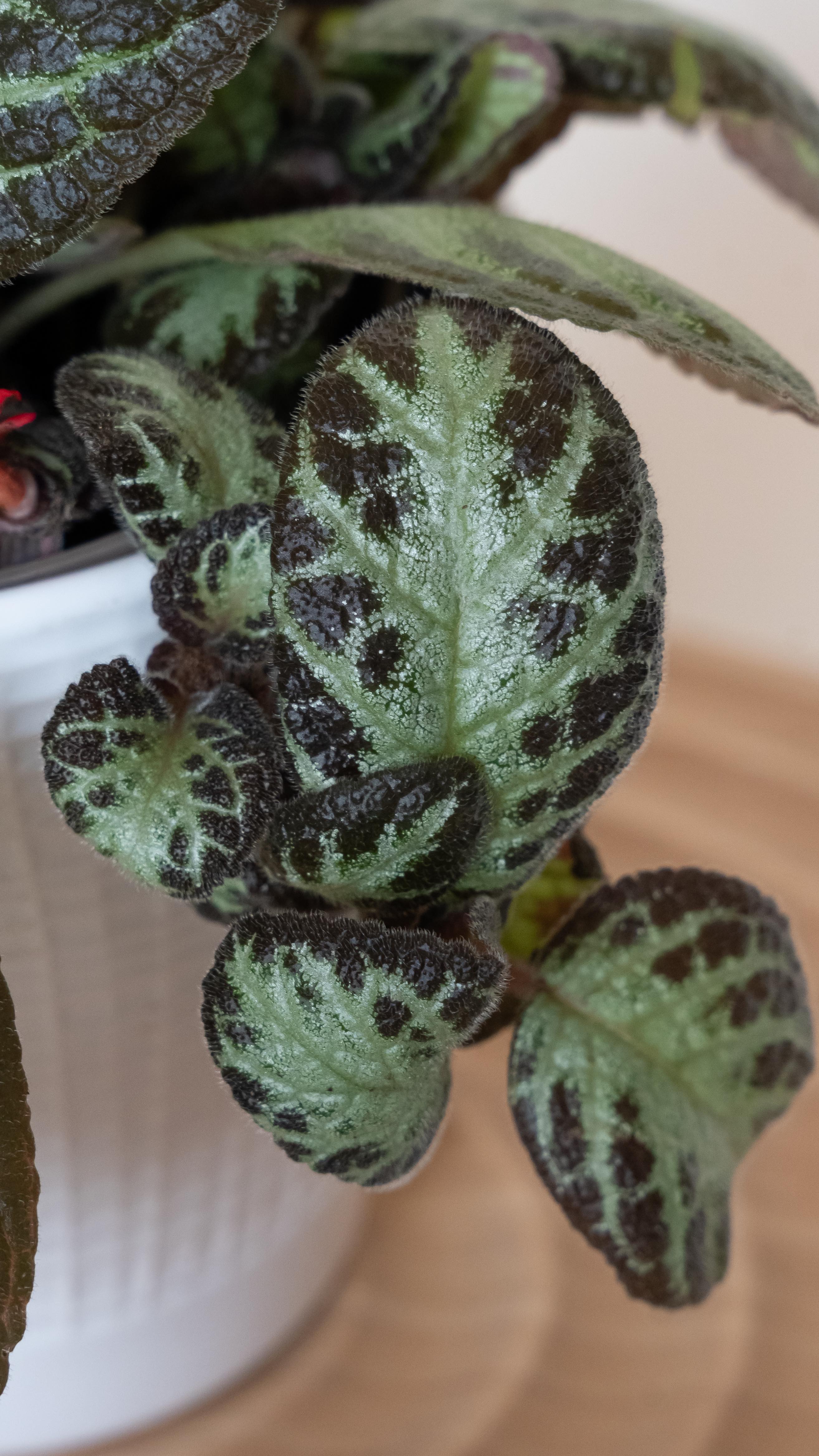 I love being a plant photographer for The Plant Company @provenwinners and @leafjoyplants 🩷📷🪴#plantphotography #houseplantphotography
#virginiaphotographer #harrisonburgva #plantsofinstagram