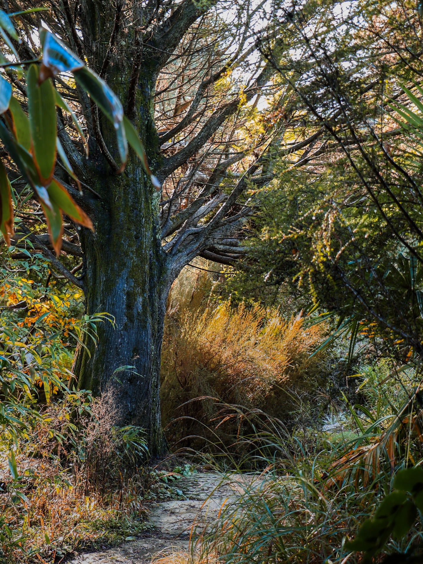 The Soft Archive | edition nine.
December felt like a month of contrast; it crawled and it flew. Bright lights against dark nights, loudness and silence, and peace brushing up against chaos, with very little in between.
It felt like free diving toward something unknown, like standing at the edge of a tall cliff, hoping the water below is as deep as it looks.
The turn of the year asks for too much, too quickly; improvement, momentum and certainty. As if change should arrive fully formed at midnight.
I’m looking elsewhere for guidance, borrowing from winter itself. From hedgerows and trees, from soil that looks asleep while quietly preparing for spring.
This year I want to be like a tree, buds forming quietly, growth happening without an audience, putting energy into what’s coming even when the outcome isn’t visible yet.
If you’re standing at your own unknown too - grow slowly and trust the depth.