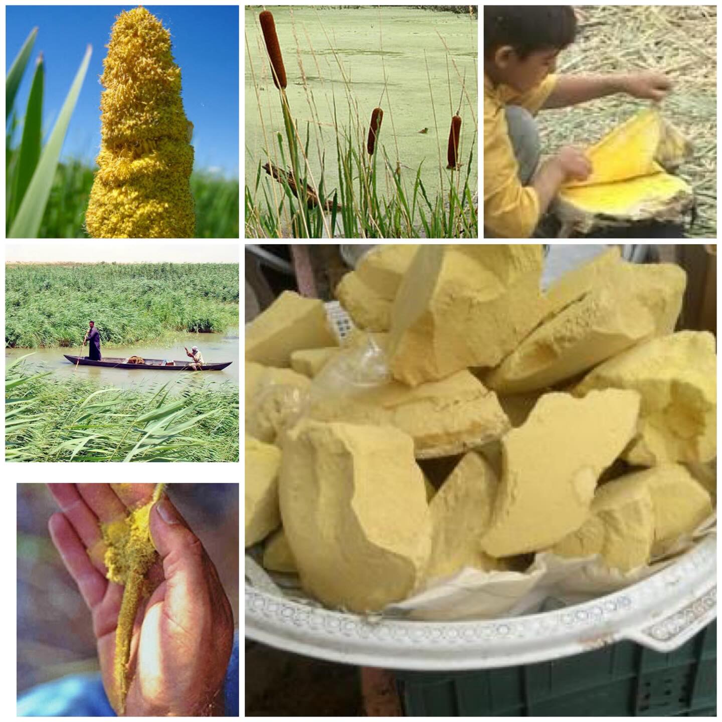 Khirret (Typha pollen) | خرّيط
A rare traditional delicacy from the marshes of southern Iraq, Khirret is made from cattail pollen harvested in early summer. The pollen is sun-dried, then steamed into a soft, fudge-like confection.
Traditionally, Khirret was prepared purely from steamed cattail pollen, without any added sweeteners. In more recent times, sugar or date syrup has been mixed in.
Eaten for thousands of years, Khirret holds special significance among Baghdadi Jews, who traditionally served it during Purim. Valued more for its nourishment and symbolism than its sweetness, it remains a vanishing seasonal delicacy of Iraq’s marshland heritage.
#iraqiflavors #delicacy #southernIraq #cattailpollen #heritage