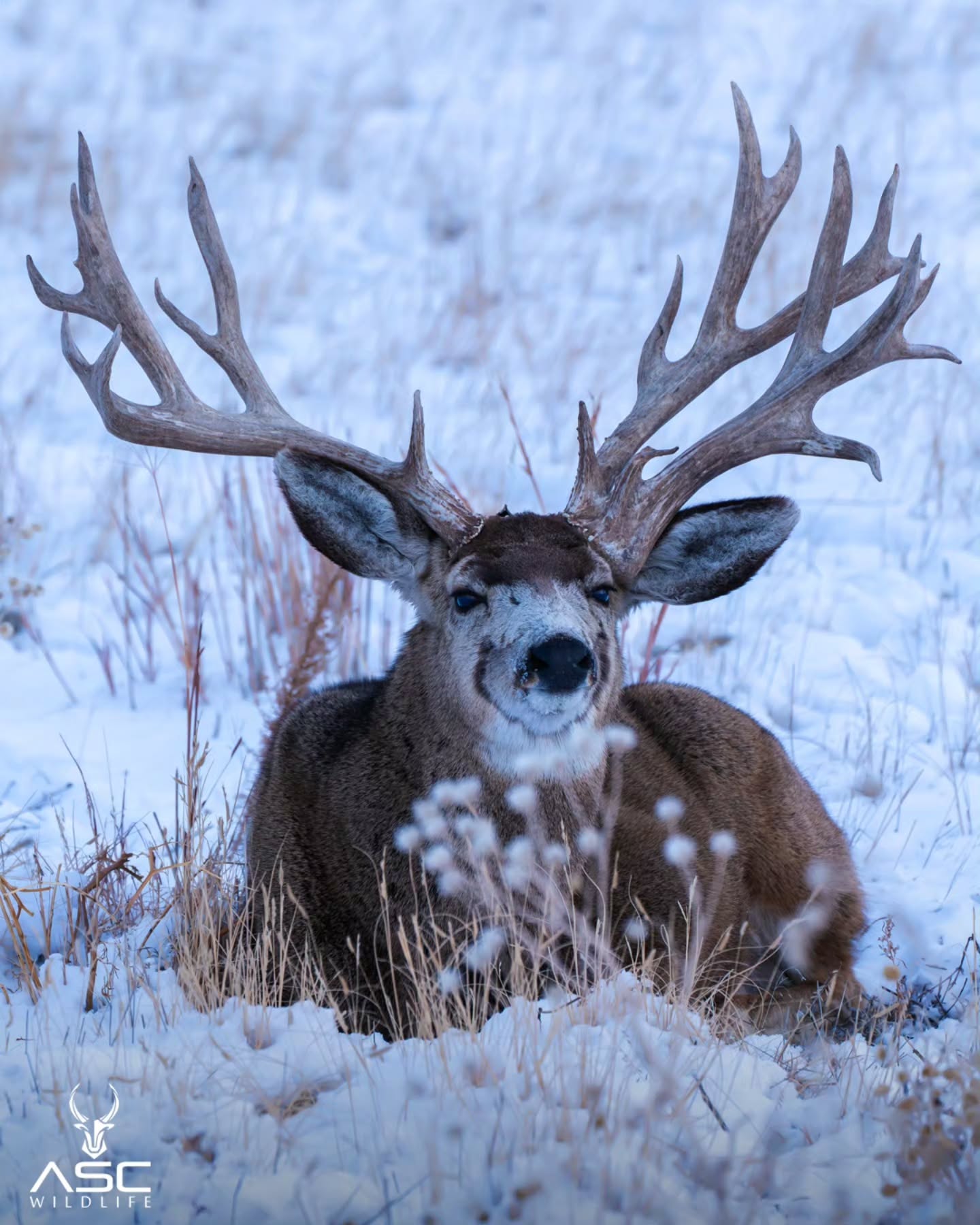 Large mule deer buck from around this time 1yr ago. Miss seeing this guy last fall.
He stole this bed from another buck that warmed it up for him 🤣🛏️
Photography by @ascwildlife
.
.
.
#wildlifephotography #muledeer #buck #colorado