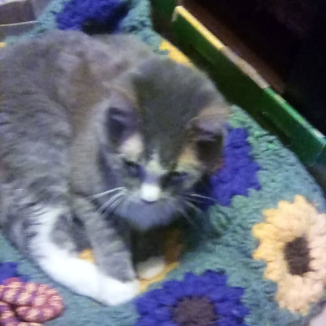 Crochet a Granny Square Pets Bed Cover with Sew in Zipper 1 Size Fits most!! $39 check my eBay
https://ebay.us/m/krsrL7