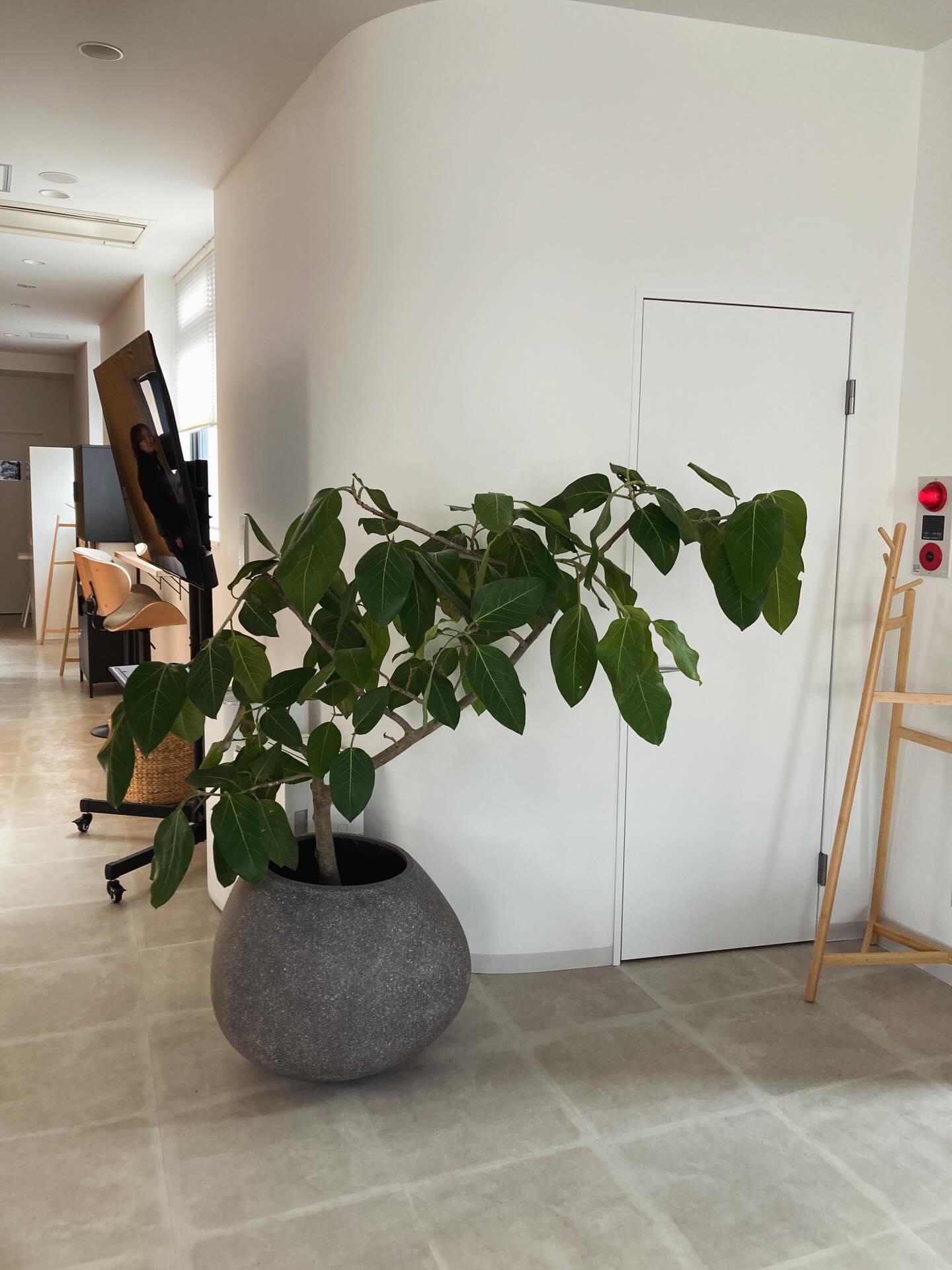 @boundlesslife さんが新たに鎌倉を拠点に取り組みを展開されるお手伝いをさせていただきました。
こちらはHUBというワーキングスペースの一角。
世界中が学びの場となる、すごいことだ。日本人ももっと気軽に家族ごと移住できたらいいな。
#indoorgreen #officegreen
#boundlesslife