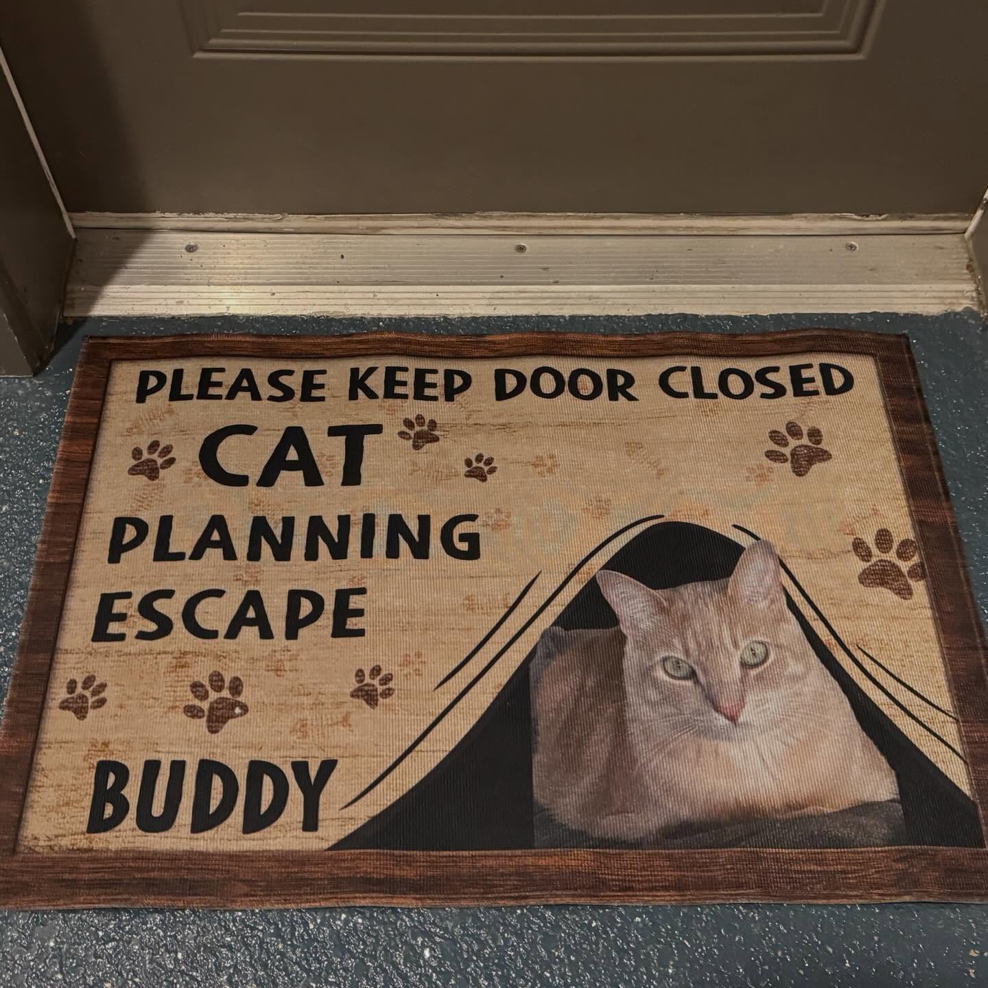 Now this feels like a home! 🤣🐈❤️