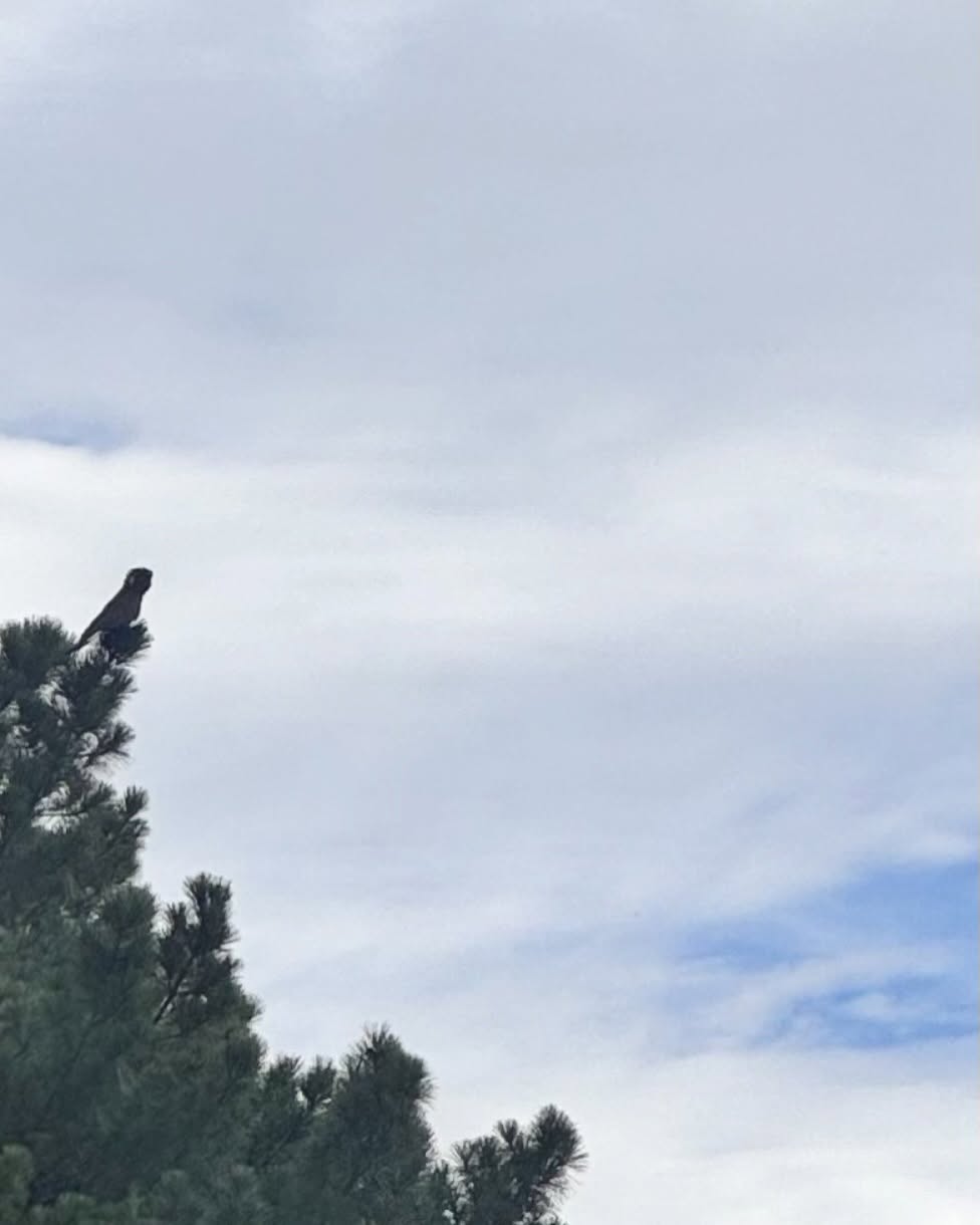 Right at the top 💛✨
Yellow-tailed black cockatoo — always a treat to see them.