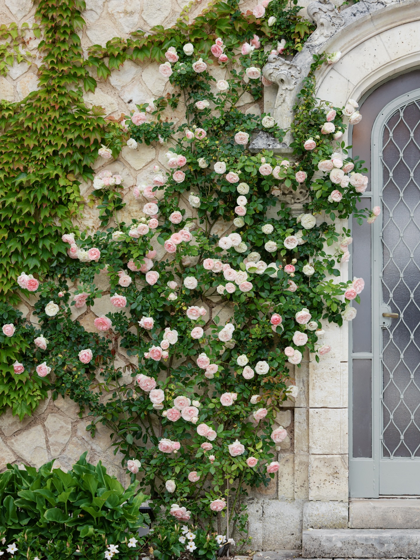 Soft petals, old stone, and the kind of romance France does effortlessly 🌹 If these roses could talk, they would whisper vows, champagne toasts, and love stories waiting to be told. This is why I’ll always chase weddings that feel like poetry. Featuring the stunning @chateaudelacouronne 🌹
#DestinationWeddingPhotographer #FrenchChateau #RomanticDetails