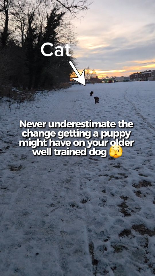 If you think you're ever done training your dog...think again 😐
We all fail, the thing is making sure it doesn't happen over and over again.
#springerspaniel #cockapoo #dogtraining #puppytraining #dogtrainingfail