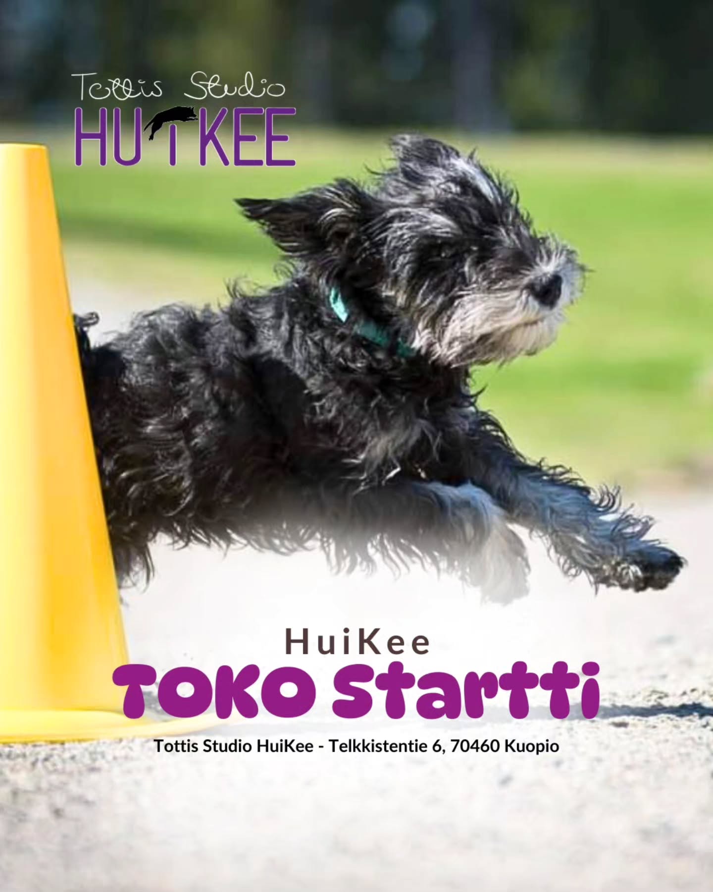 ✨️ HuiKeen TOKO Startti ✨️
Perusteet tottelevaisuuden maailmaan - yhteistyötä, tarkkuutta ja onnistumisia
❤️ Tammikuussa alkamassa
▫️ 11.1 Sunnuntaisin klo.13-14
▫️ Ohjaa Jemina @koirapalvelulojaali
▫️ Hinta 96€
▫️ HuiKeen hallilla Kuopion Kelloniemessä Telkkistentie 6, 70460 Kuopio
🔹️ Ilmoittaudu mukaan
www.tottisstudiohuikee.fi
HuiKeen TOKO Startti luo vahvan pohjan tottelevaisuuden harjoittelulle. Kurssi on koirakoille, jotka haluavat aloittaa tottelevaisuuskoulutuksen hallitusti, koiralähtöisesti ja motivaatio edellä. Kurssi sopii erinomaisesti niin ensimmäistä kertaa tokon pariin tuleville kuin koirakoille, jotka haluavat rakentaa tokoharjoittelun pohjat huolellisesti ennen vaativimpiin liikkeisiin siirtymistä.
Toko Startissa keskitytään ennen kaikkea yhteistyöhön ja työskentelyasenteeseen. Kurssilla rakennetaan koiran halua työskennellä ohjaajan kanssa, vahvistetaan kontaktia ja opetellaan tokolle tyypillistä keskittynyttä tekemistä. Harjoitteet tehdään positiivisin menetelmin, koiran tunnetila ja motivaatio edellä.
Kurssin tavoitteena ei ole kiirehtiä liikkeisiin, vaan luoda vahva, kestävä ja koiralle mielekäs pohja, jonka päälle tulevat taidot on helppo rakentaa. Kurssi sopii erinomaisesti osaksi HuiKee -harrastuspolkua ja toimii luonnollisena ponnahduslautana kohti TOKO Taidot -kurssia ja TOKO Valmennusryhmiä.
Lämpimästi tervetuloa mukaan! ❤️✨️
--------‐---------------
✨️ HuiKeen HarrastusPolku ✨️
~ Pohjataidoista kisakentille - yksilöllisesti ja varmasti ~
HuiKee HarrastusPolku on suunniteltu koirakoille, jotka haluavat rakentaa harrastamista pitkäjänteisesti, koiralähtöisesti ja tavoitteellisesti. Kurssit muodostavat selkeän etenemisen aina perustyöskentelystä lajikohtaiseen treeniin ja kilpailuvalmiuteen asti.
HuiKeella uskomme, että vahva pohja on kaiken tekemisen ydin: motivaatio, yhteistyö, selkeä kommunikaatio ja koiran tunnetilan huomioiminen. Kun nämä ovat kunnossa, harrastaminen on sujuvaa, kehittävää ja ennen kaikkea hauskaa!
HarrastusPolkuun pääset tutustumaan lisää kotisivuiltamme!
#tottisstudiohuikee #koirankoulutus #koirakoulukuopio #Kuopio #koirahalliKuopio