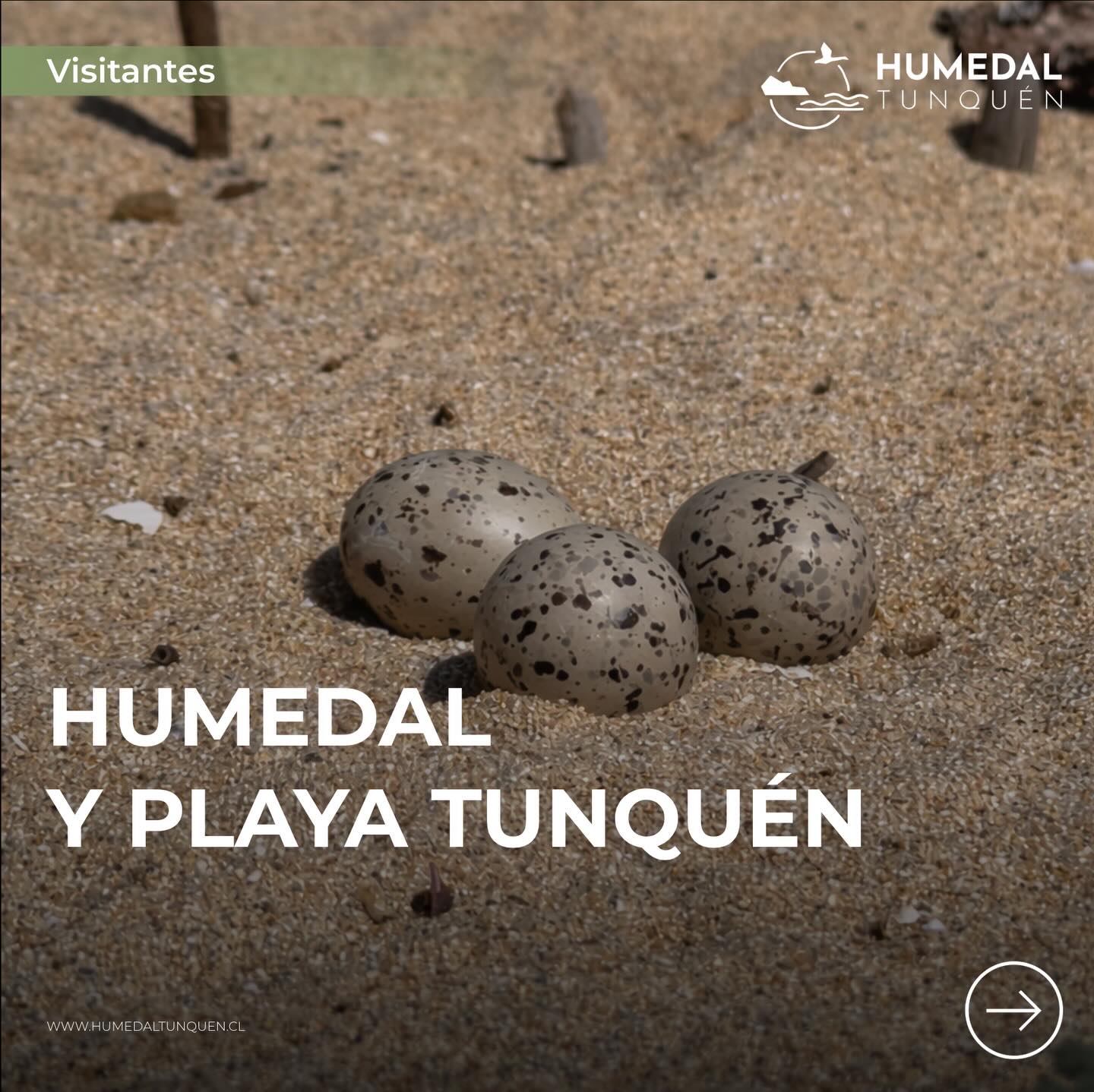 Recuerda:
• 🐕 No se permite el ingreso de perros, salvo perros guía o de asistencia certificados.
• 🚫 No bañarse en el humedal. El agua es hábitat y refugio de aves.
• 🧴 Evita bloqueadores solares. Contaminan y dañan la vida acuática.
• 🗑️ Todo lo que traes, te lo llevas. No hay basureros.
• 🤫 Respeta el silencio. Aquí descansa la vida silvestre.
🌱 Cuidar el humedal es una responsabilidad colectiva.
💛 Gracias por comprender que contemplar también es proteger.