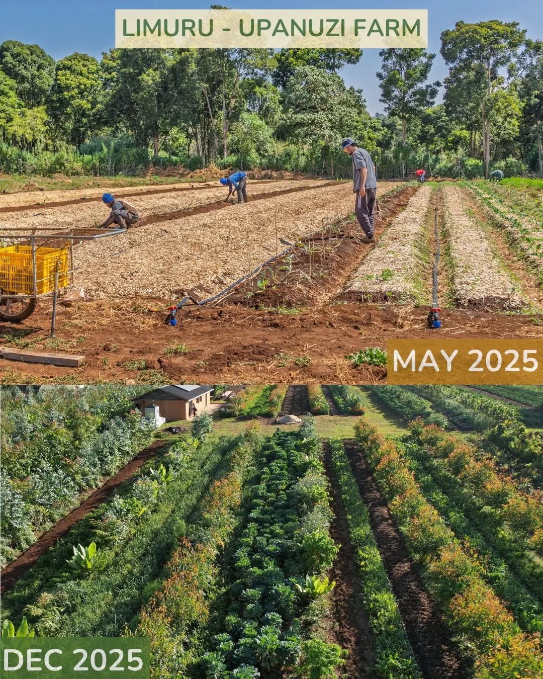 As we begin 2026, we’re excited to see the Upanuzi Farm taking shape, day by day, layer by layer 🌱🚜
Captured from above, this moment reflects more than land preparation; it marks the intentional building of a syntropic agroforestry system designed to regenerate soil, restore biodiversity, and produce nutrient-dense food in harmony with nature.
Syntropic systems mirror natural ecosystems, stacking species, strengthening resilience, and allowing the land to become more fertile over time rather than depleted. This is how we transition from extractive food systems to living food systems that nourish people, communities, and the earth.
Wishing everyone a happy, hopeful, and regenerative New Year 2026. 🌾
This is the future we’re cultivating, where food restores the soil, supports local food security, and proves that productivity and regeneration can grow together. #RegenerativeAgriculture
#SyntropicFarming
#AgroforestrySystems
#SoilHealth
#futureoffood