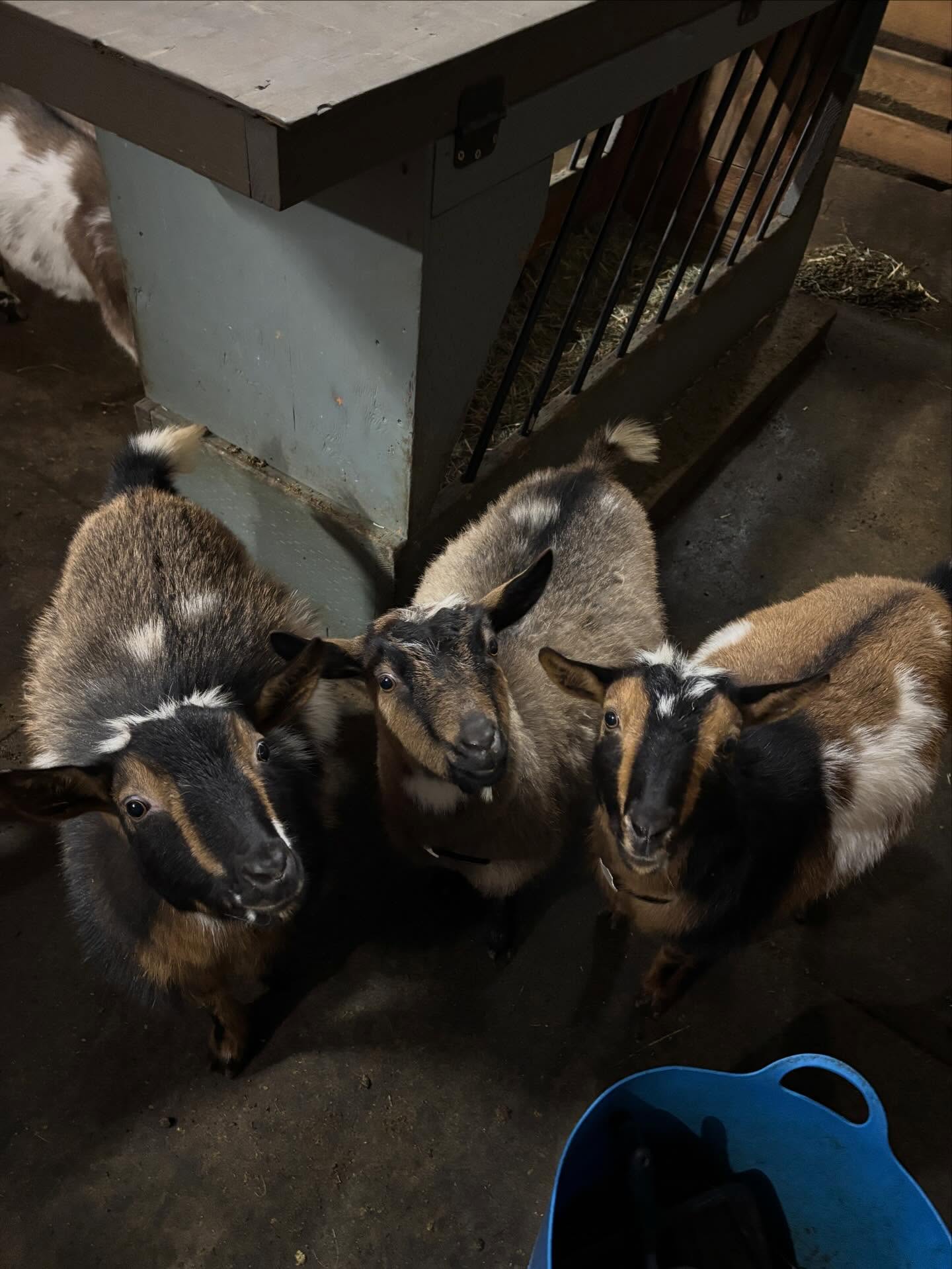 The 3 Musketeers 😆
How cute are these three! Trixie, Sprinkle, and Jessie will be FF this coming spring and I can’t wait to see the udders they develop! All three of them are Sired by Hanson Hideaway BR Mr. Pibb *B!
Sisters are Rockin JF Trixie Blue and Rockin JF Ride Like The Wind whose Dam is Rockin JF Winnie VGVE 87
Sprinkle’s Dam is Hanson Hideaway JZ Pixies. Did you know that Sprinkle’s brother is Bear Claw? Go check them all out on our website at www.rockin-j-farm.com!
#adga #farmlife #dairygoats #nigeriandwarfgoats #babygoats