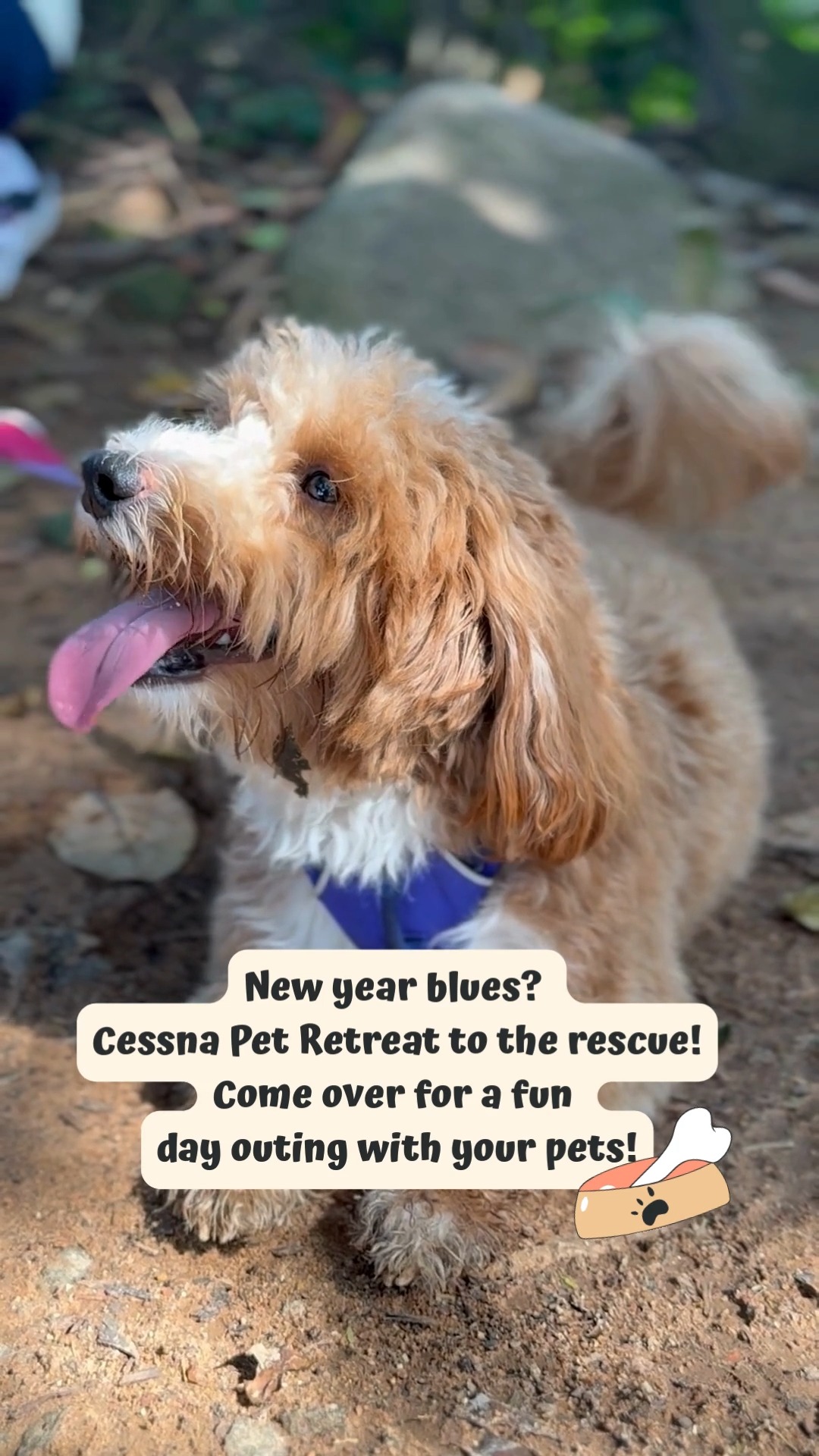 ✨🐾 New Year blues? Cessna Pet Retreat to the rescue! 🐶🌿
Start the year on a pawsitive note with a fun day outing your pet will absolutely love! From open play areas and nature walks to plenty of tail-wagging fun, Cessna Pet Retreat is the perfect pick-me-up for both you and your furry friend. 💚
Whether it’s post-holiday restlessness or just an excuse to get outdoors, we’ve got the space, care, and vibes your pet needs to feel happy and refreshed.
📞 Call 761 963 4627 to know more!
#cessnalifelineveterinaryhospital #cessnalifeline #20yearsofcessnalifeline #cessnapetretreat #petouting #dogdayout #petwellness #petparentsindia