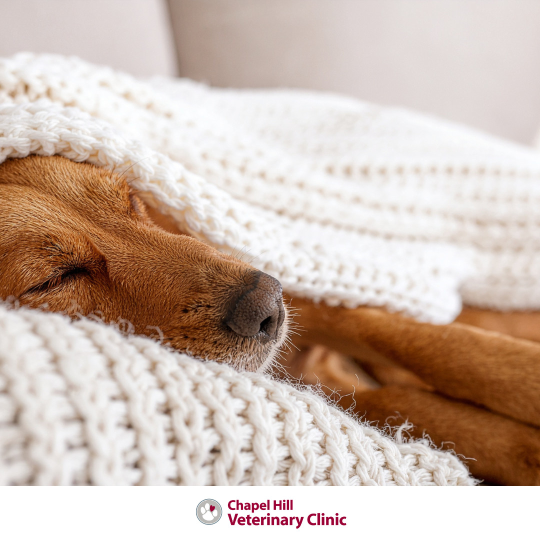 ❄️ Cold outside, cozy inside. Winter comfort matters, especially for senior pets. A little extra warmth goes a long way 🐶🐱