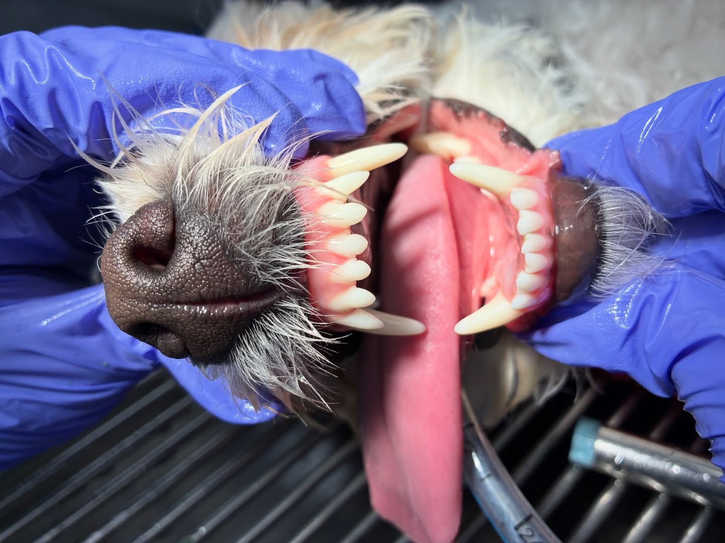 Dental Care
✨
Palmetto Animal Clinic
📲305-824-9990
📍1919 W 68 St. Hialeah, Fl 33014
🌐Website:
https://www.palmettoanimalclinic.net
#palmettoanimalclinic #florida #miami #hialeah #veterinarymedicine vettech vetmed PalmettoAnimalClinic NewPatient FurFamily WelcomeLittleOne